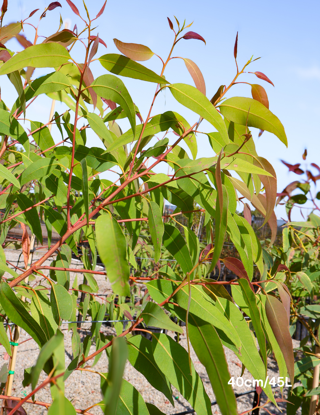 Corymbia Eximia - Evergreen Trees Direct
