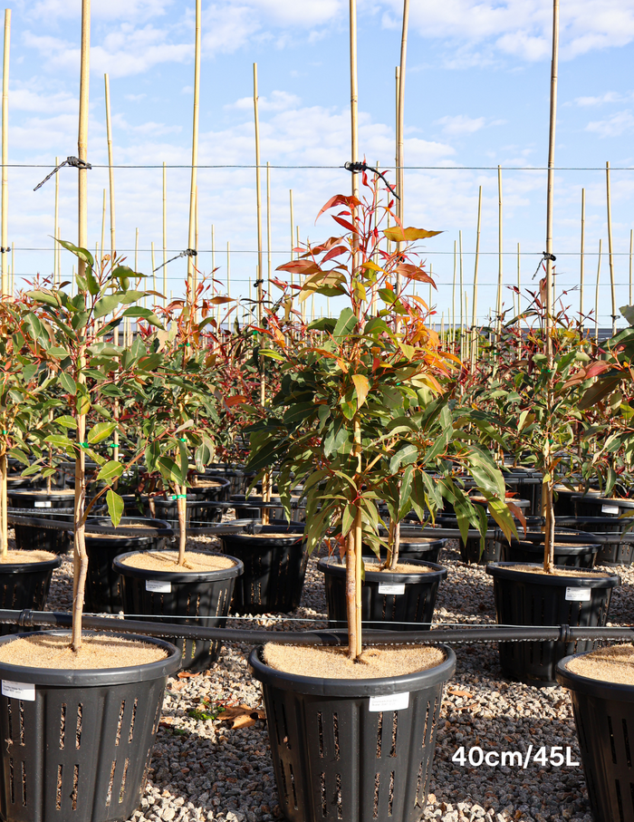 Corymbia ficifolia 'Baby Scarlet' - Evergreen Trees Direct