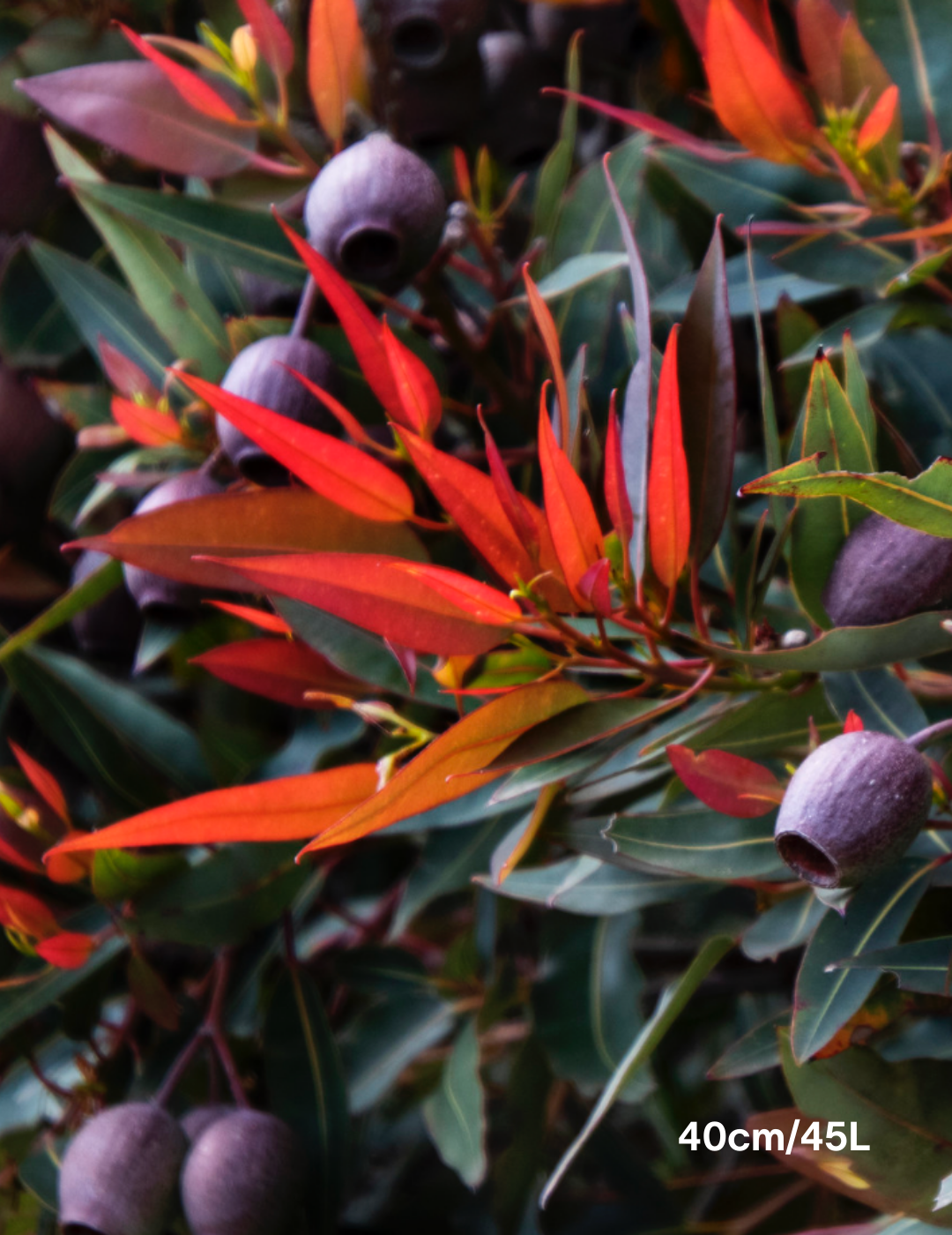 Corymbia ficifolia 'Baby Scarlet' - Evergreen Trees Direct
