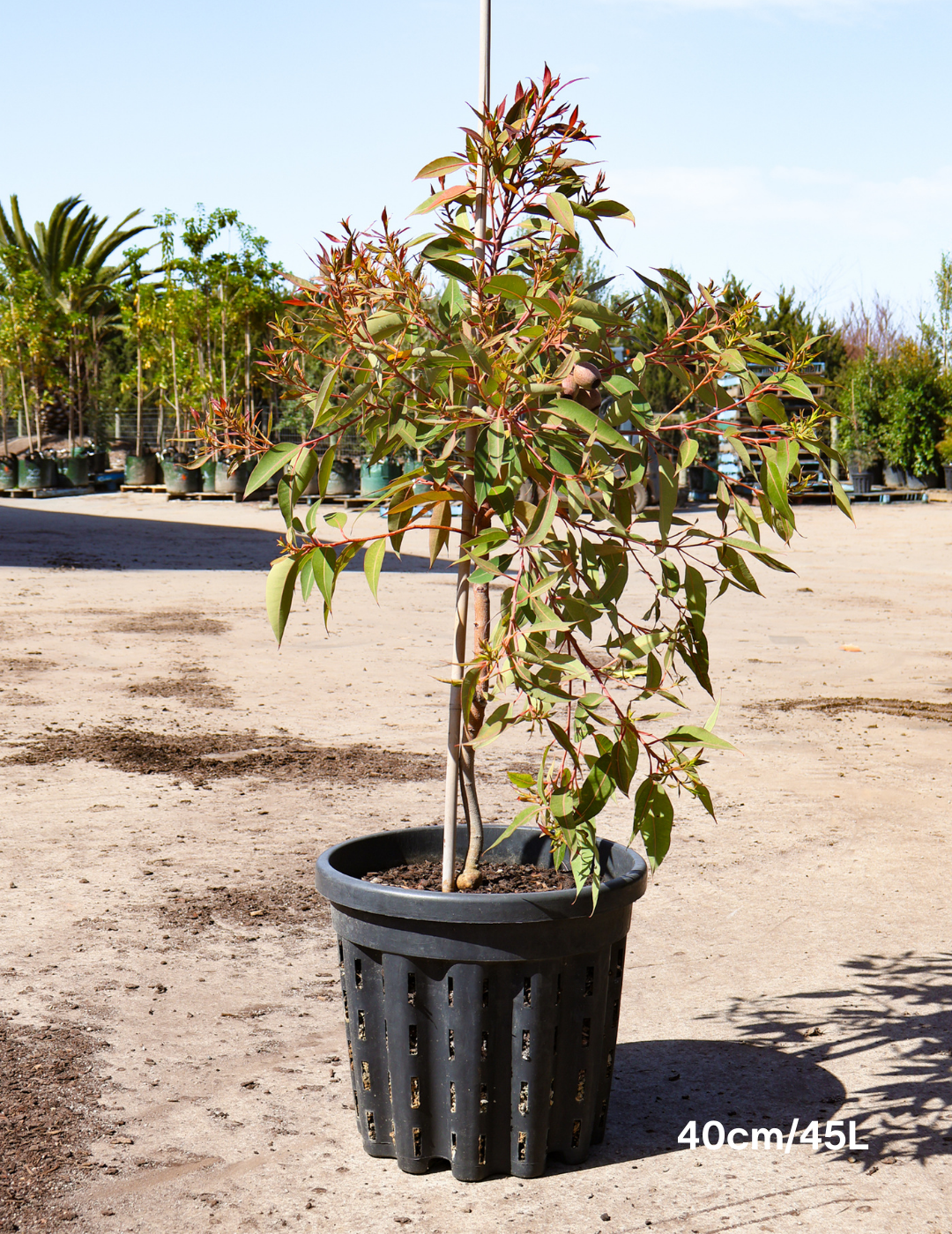 Corymbia Ficifolia Wild Sunset - Evergreen Trees Direct