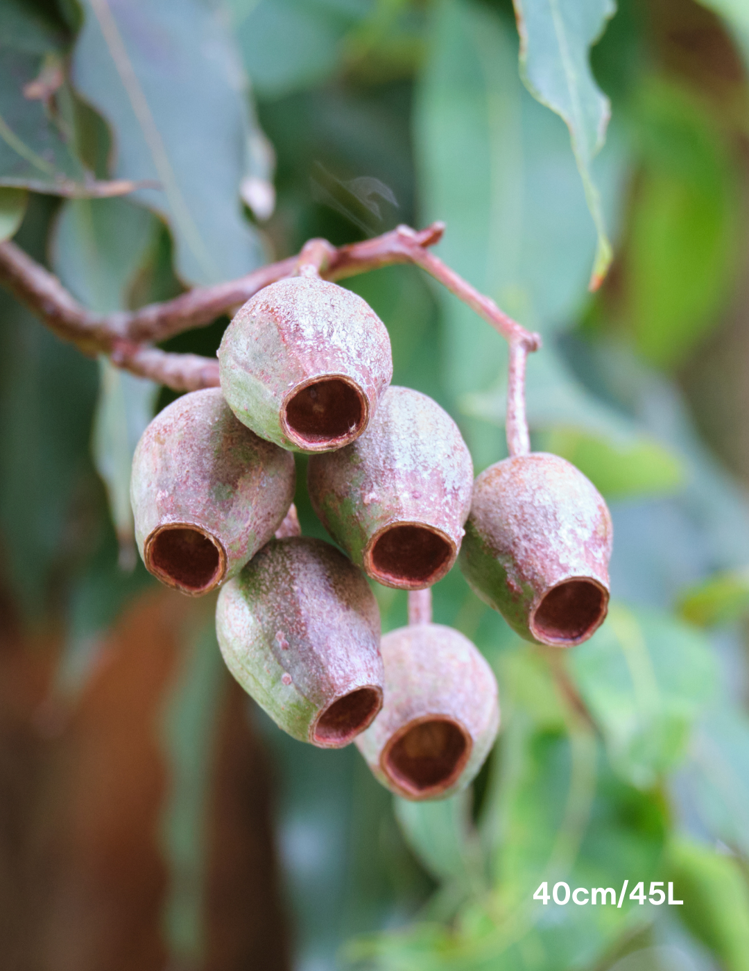 Corymbia Ficifolia Wild Sunset - Evergreen Trees Direct