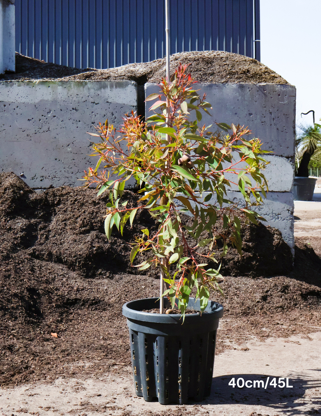 Corymbia Ficifolia Wild Sunset - Evergreen Trees Direct