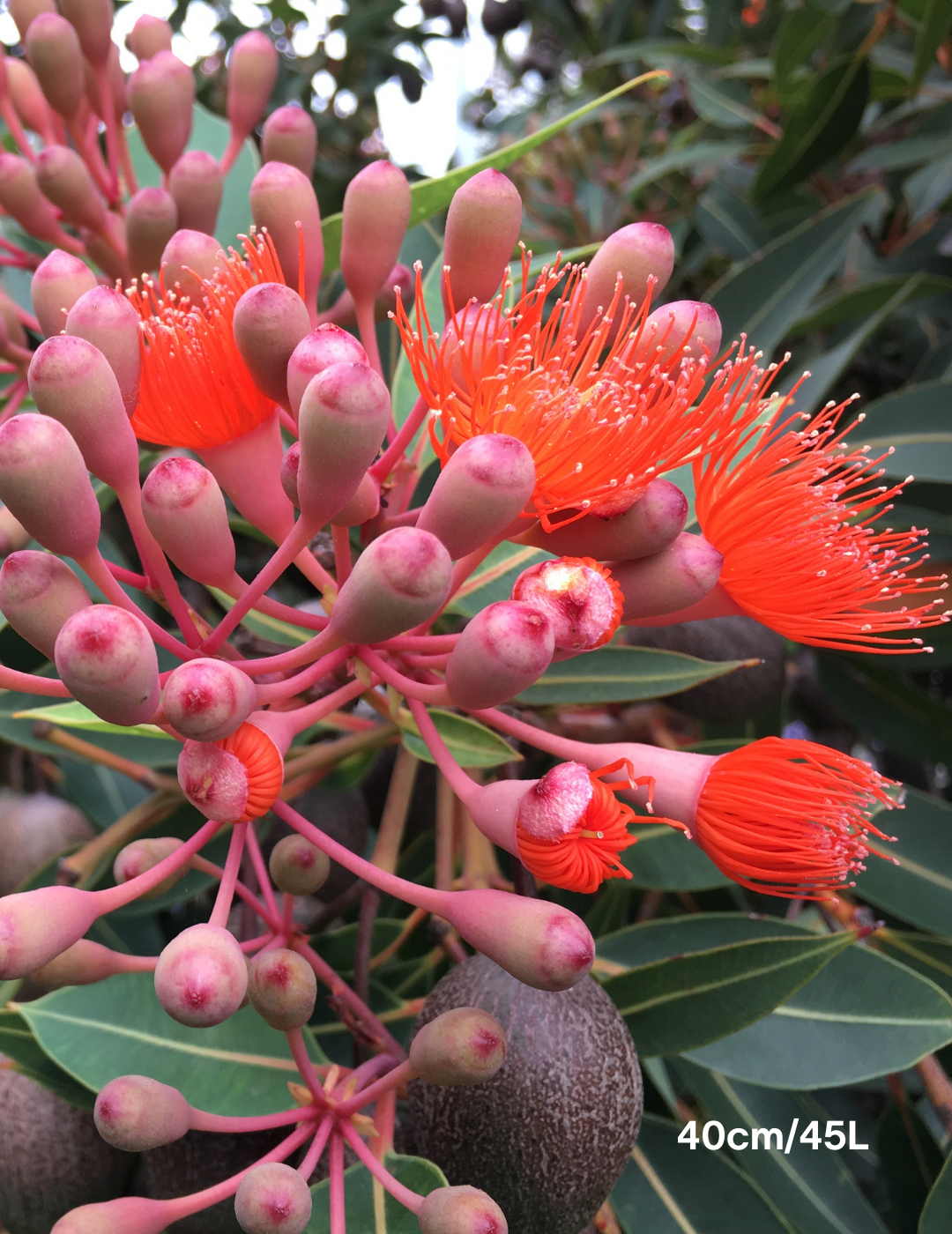 Corymbia Ficifolia Wild Sunset - Evergreen Trees Direct
