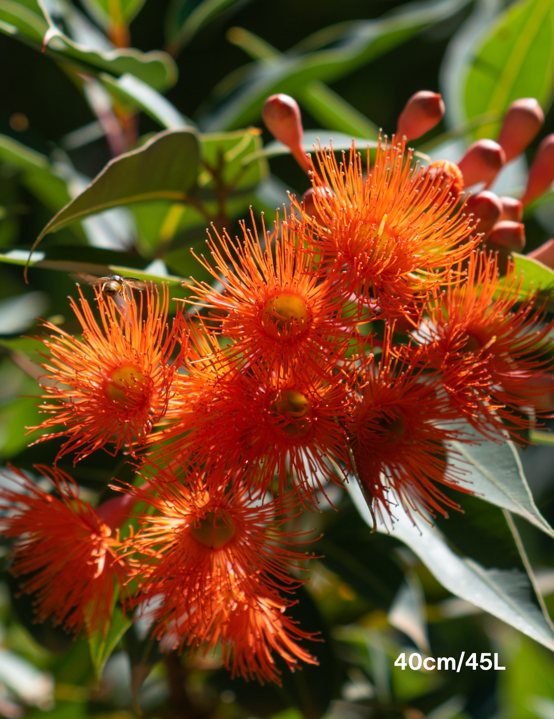 Corymbia Ficifolia Wild Sunset - Evergreen Trees Direct