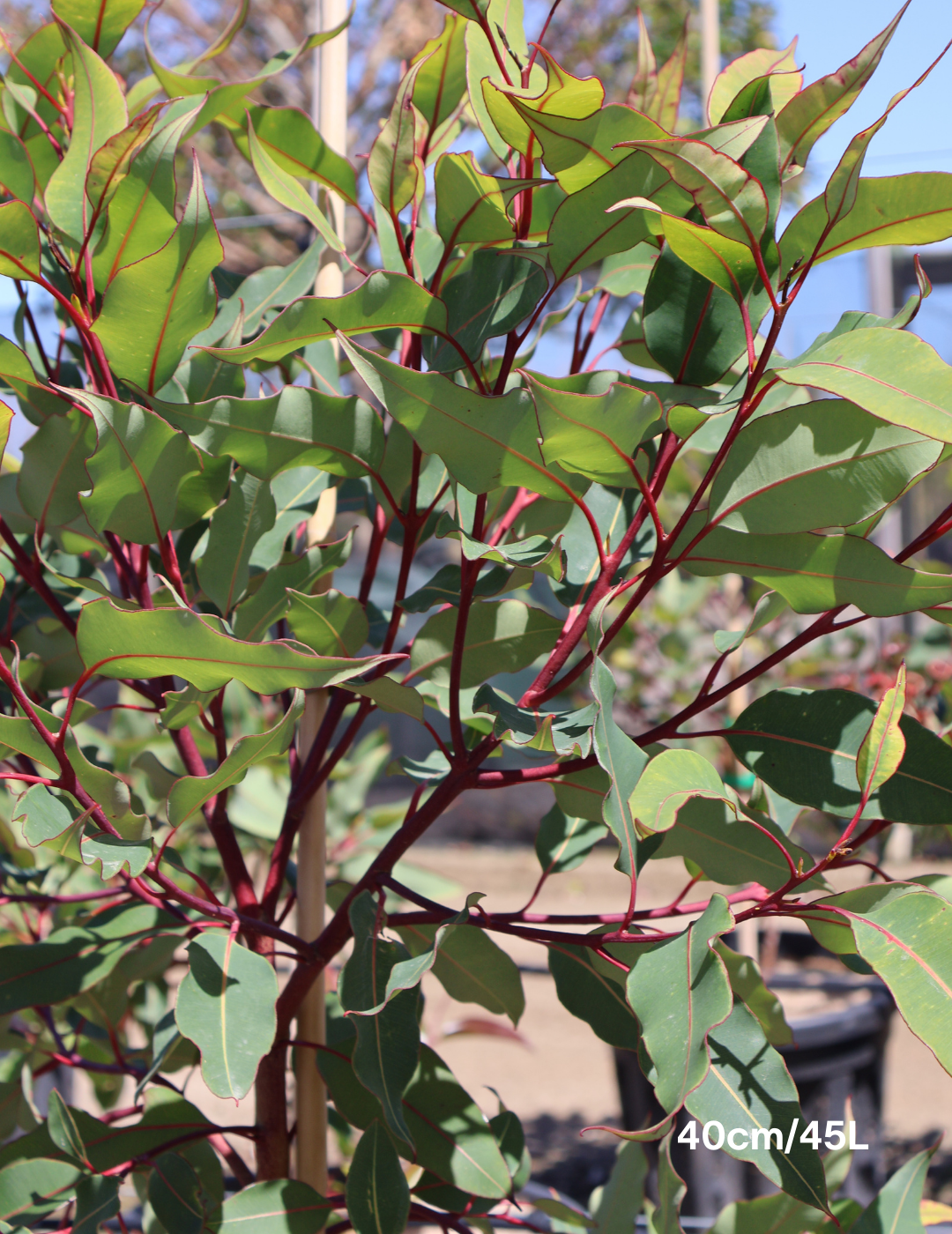 Corymbia Ficifolia Wild Sunset - Evergreen Trees Direct