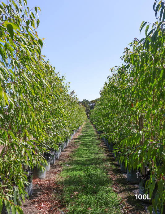 Corymbia maculata