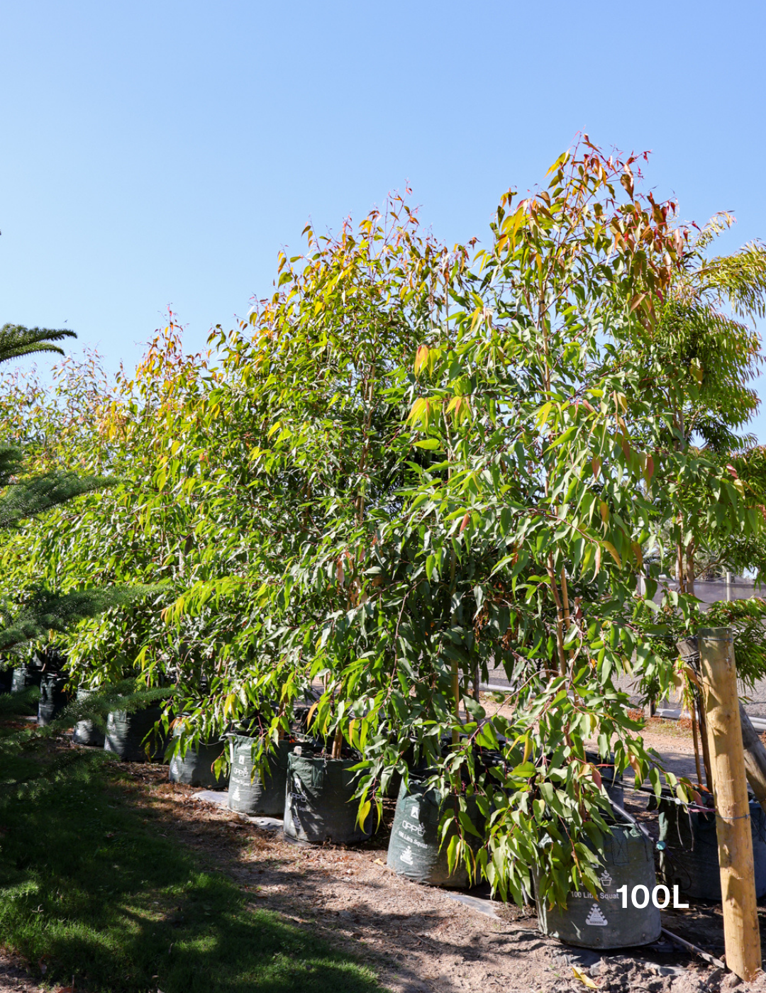 Corymbia maculata - Evergreen Trees Direct