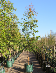 Corymbia maculata - Spotted Gum - Evergreen Trees Direct