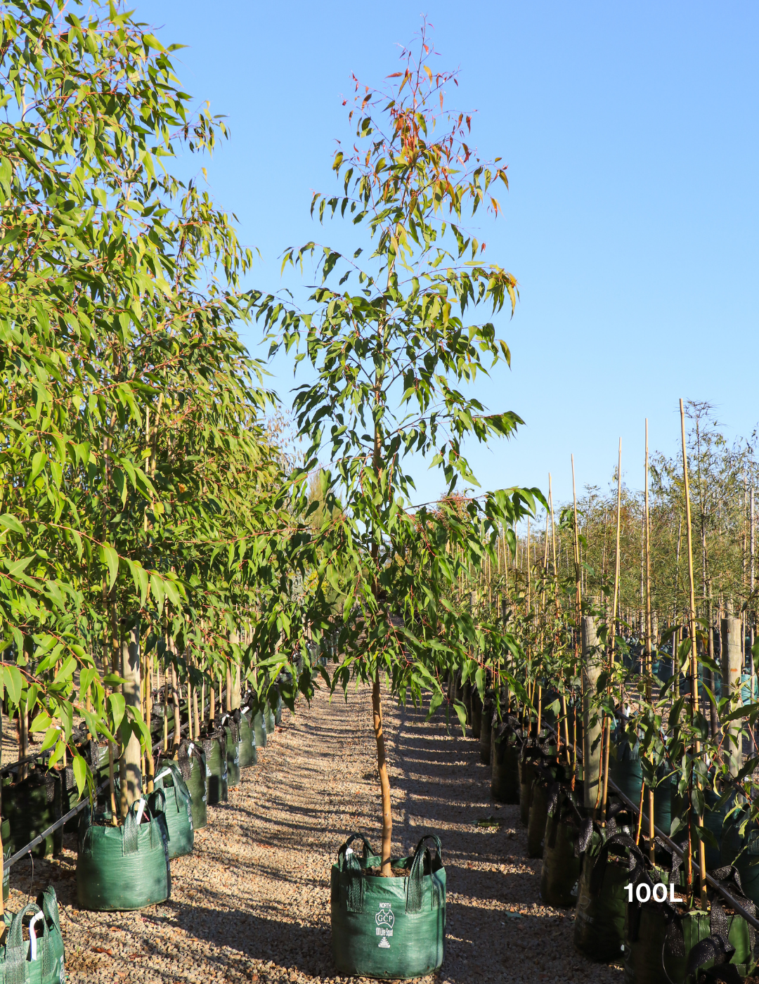 Corymbia maculata - Spotted Gum - Evergreen Trees Direct