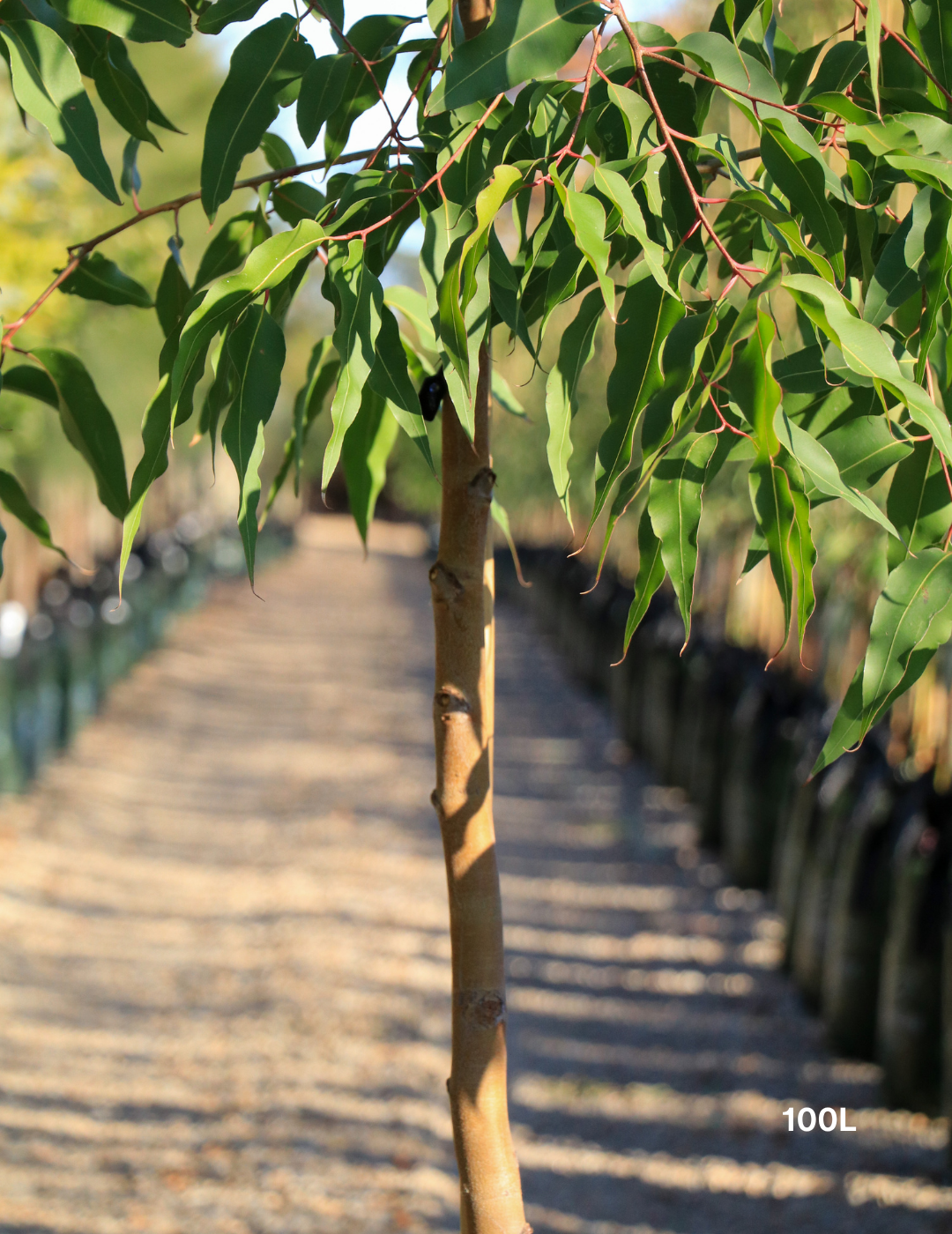 Corymbia maculata - Spotted Gum - Evergreen Trees Direct