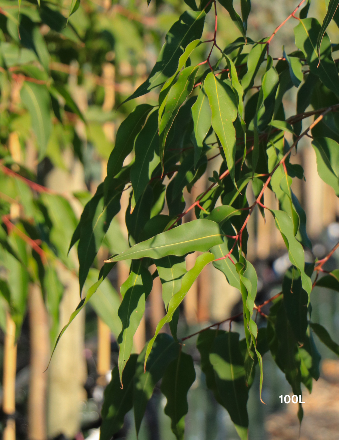 Corymbia maculata - Spotted Gum - Evergreen Trees Direct