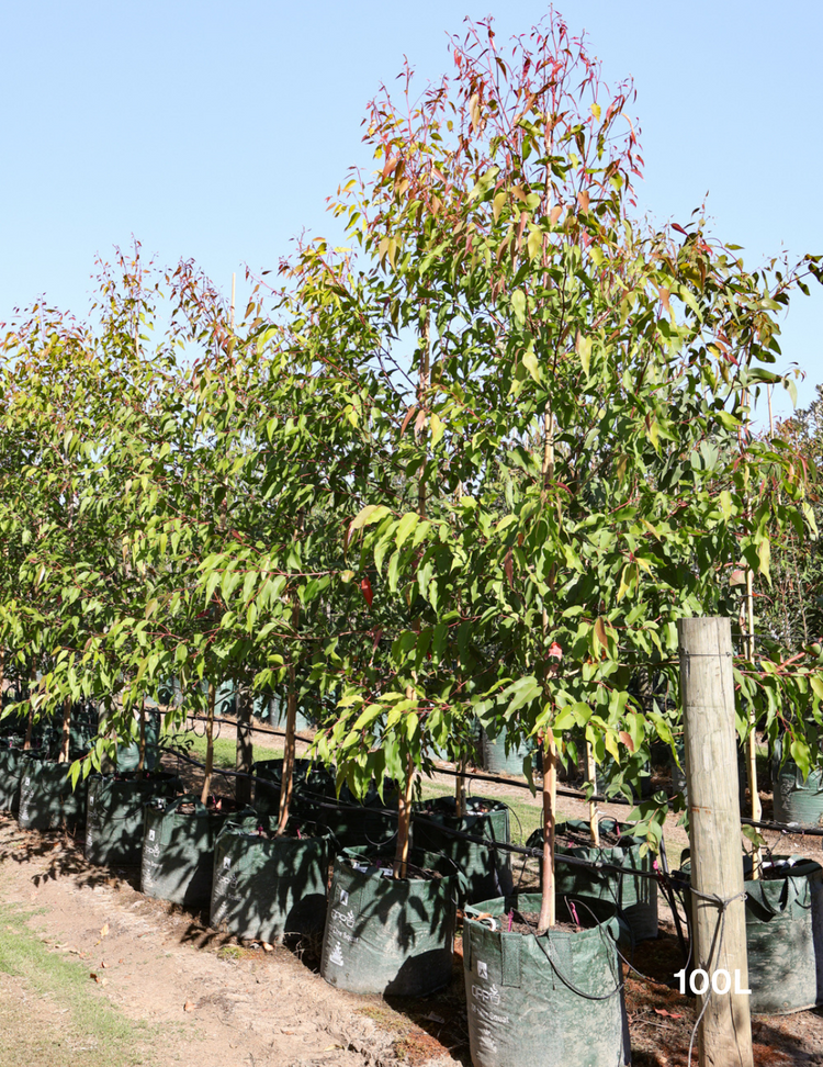 Corymbia maculata
