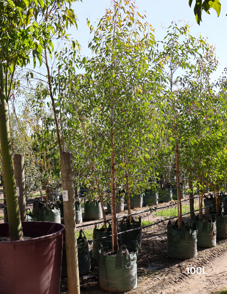 Corymbia maculata