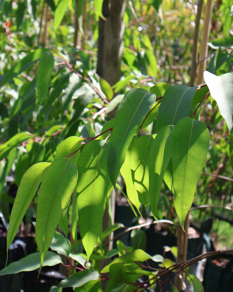 Corymbia maculata