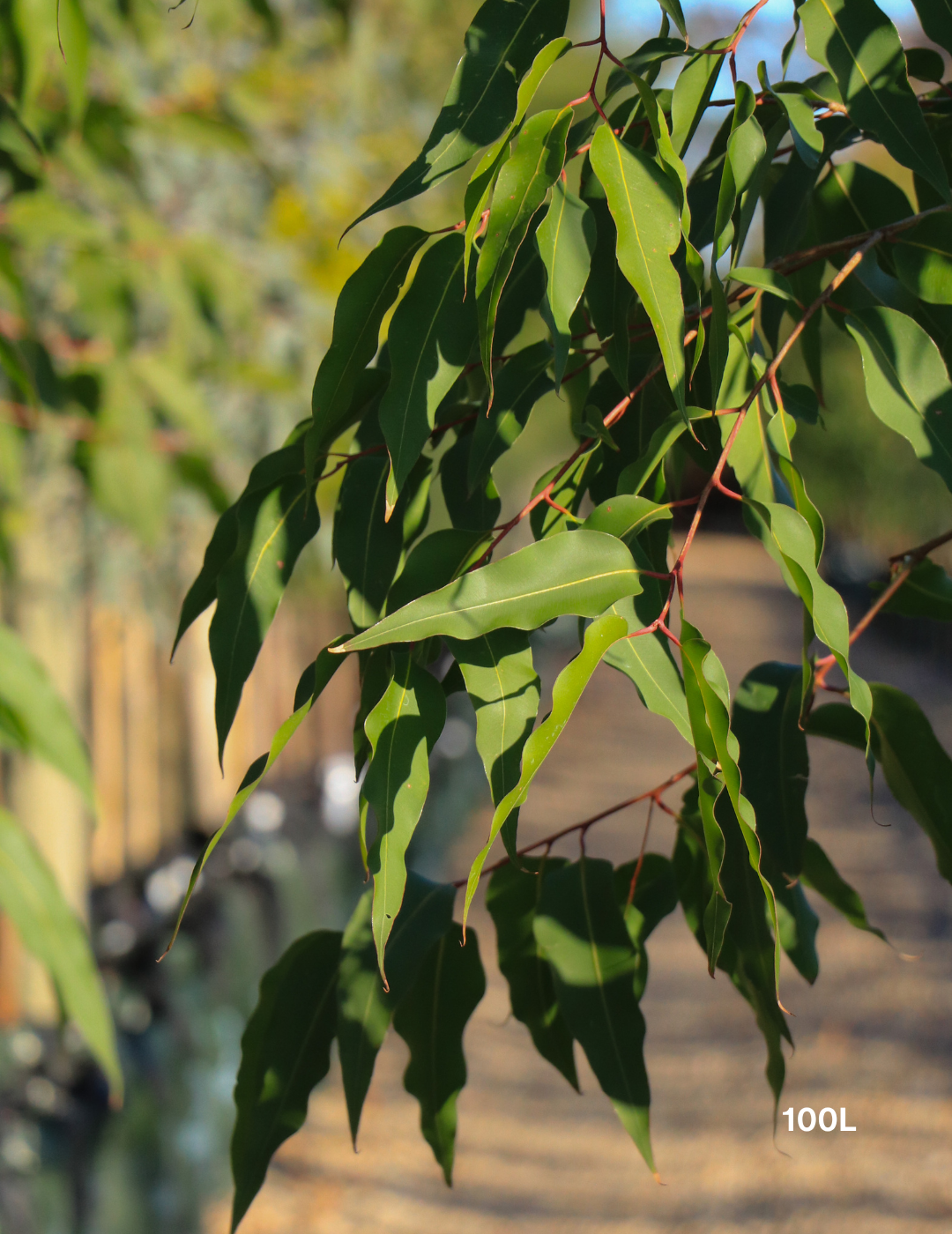 Corymbia maculata - Spotted Gum - Evergreen Trees Direct