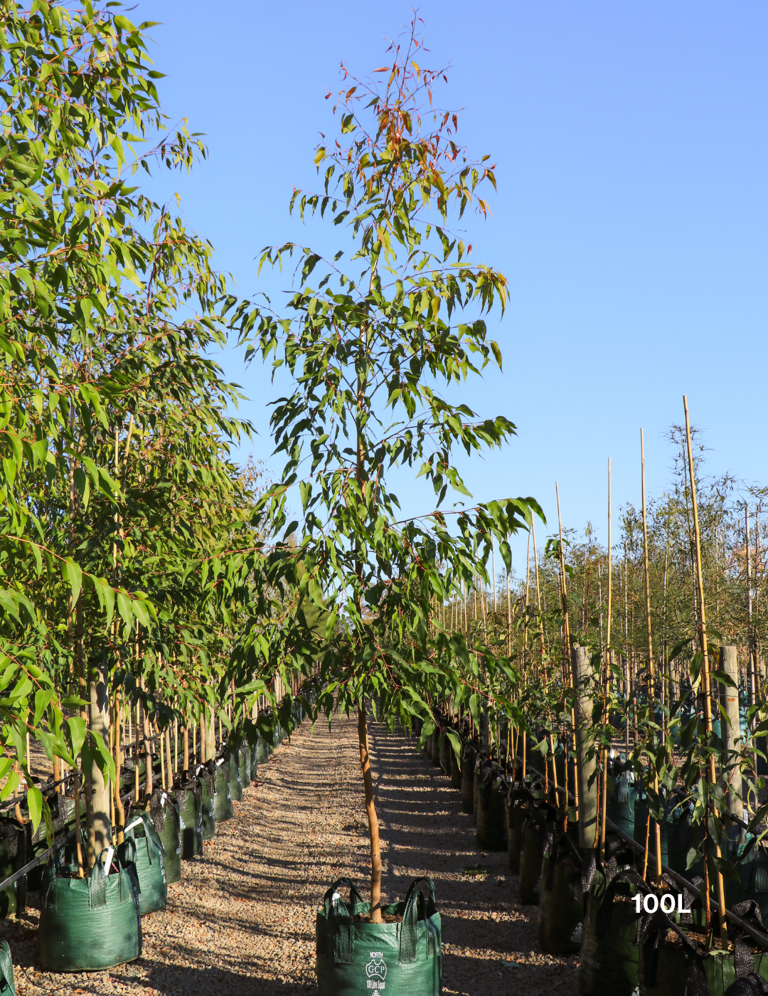 Corymbia maculata - Spotted Gum - Evergreen Trees Direct