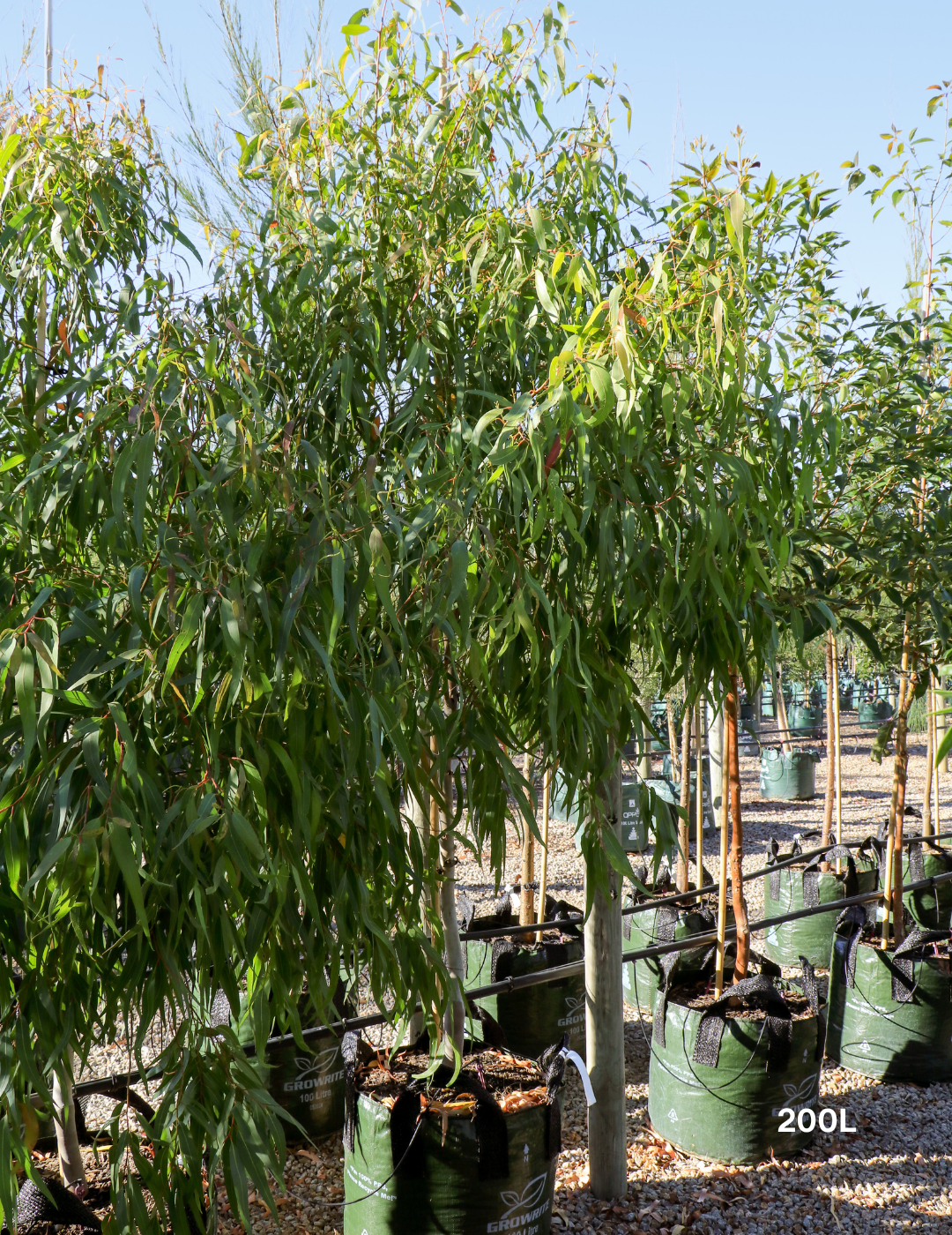 Corymbia citriodora 'Scentuous' - Dwarf Lemon Scented Gum - Evergreen Trees Direct