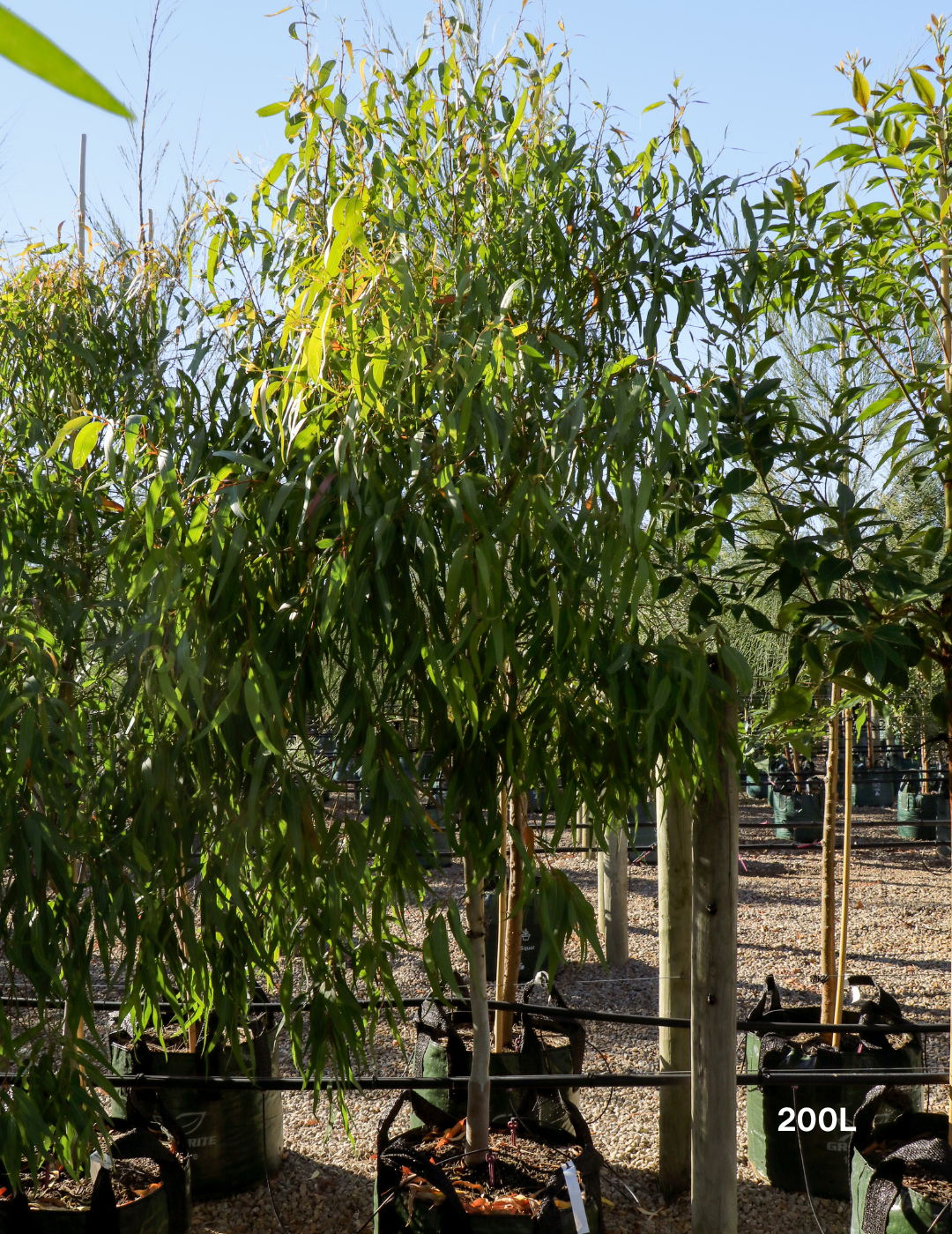 Corymbia citriodora 'Scentuous' - Dwarf Lemon Scented Gum - Evergreen Trees Direct