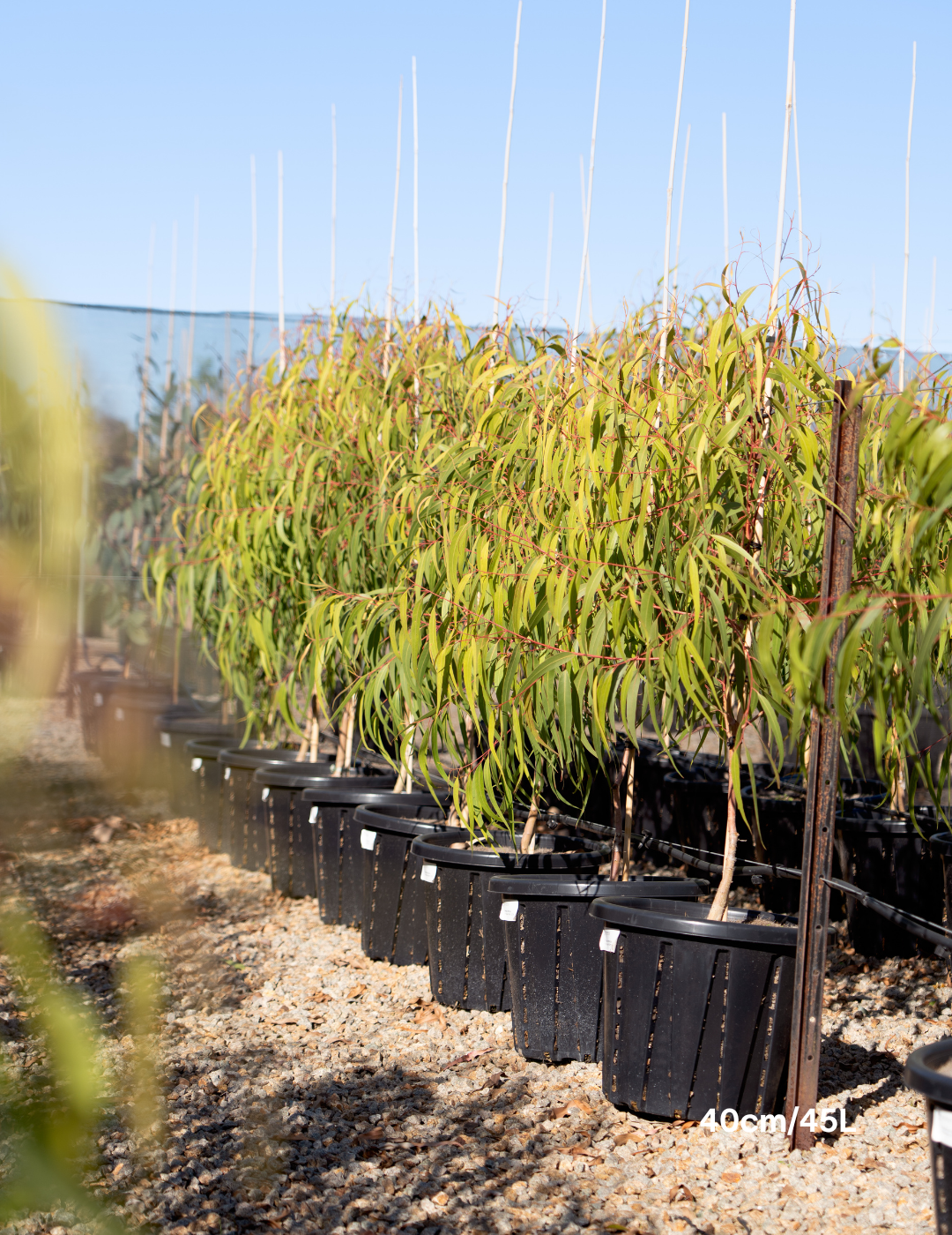 Corymbia citriodora 'Scentuous' - Dwarf Lemon Scented Gum
