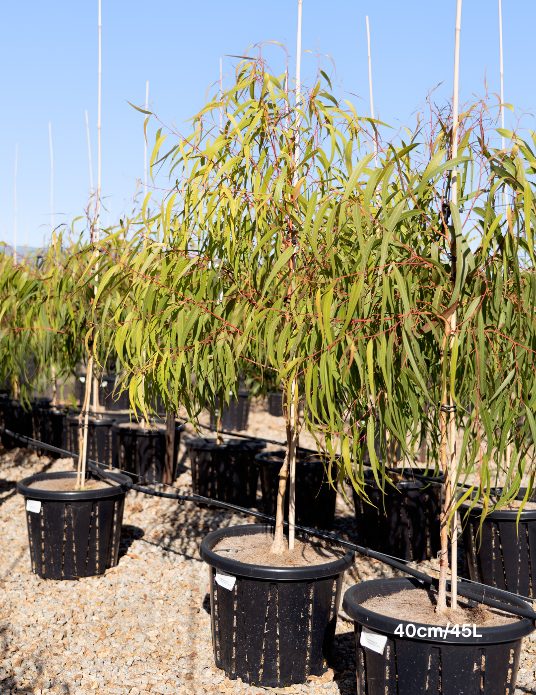 Corymbia citriodora 'Scentuous' - Dwarf Lemon Scented Gum - Evergreen Trees Direct