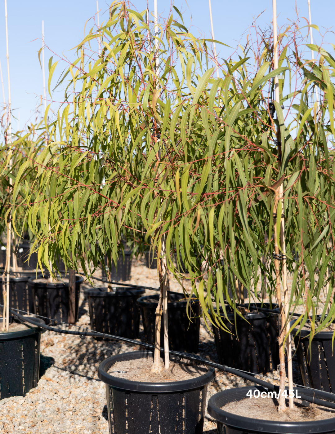 Corymbia citriodora 'Scentuous' - Dwarf Lemon Scented Gum - Evergreen Trees Direct
