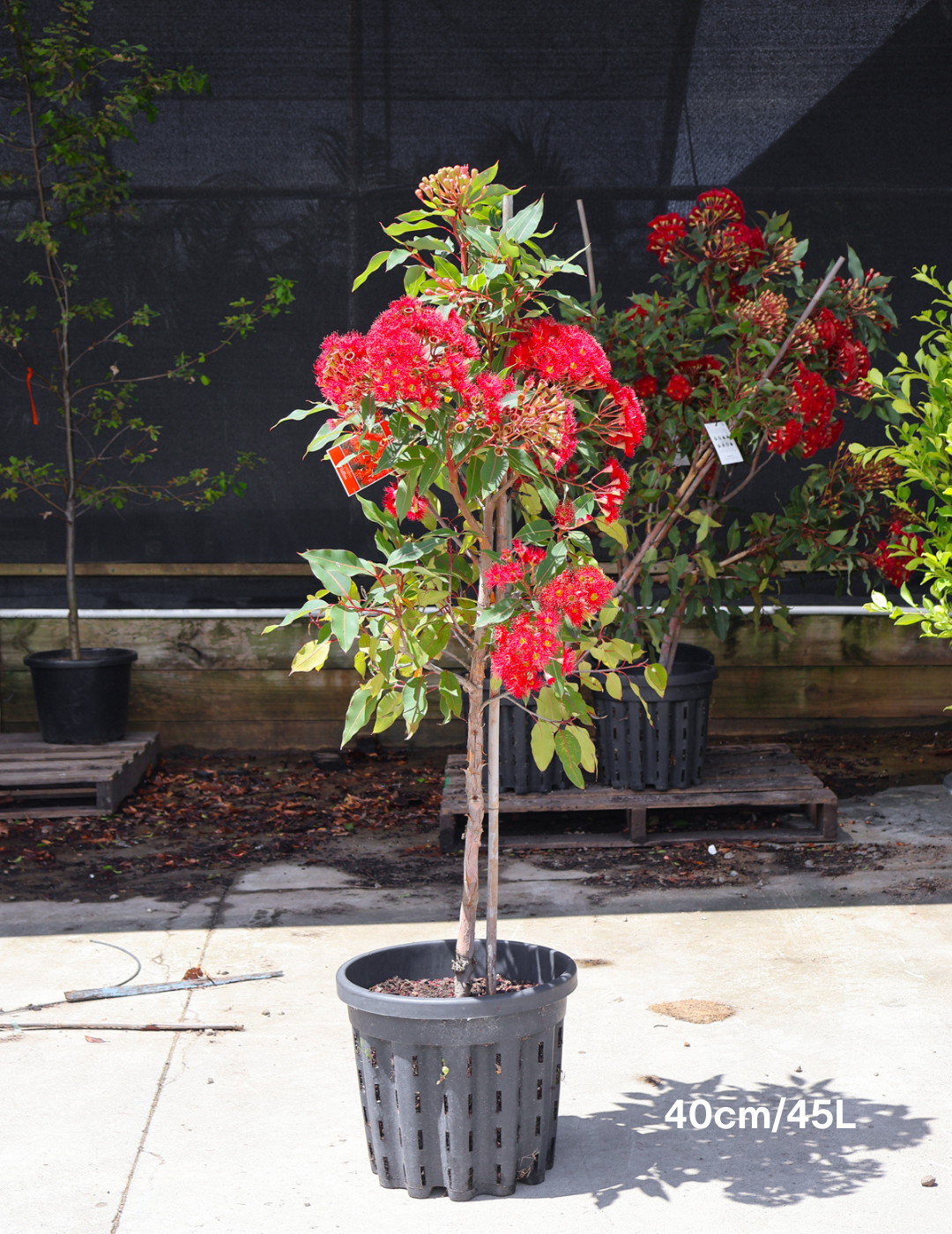 Corymbia ficifolia 'Wildfire' - Evergreen Trees Direct