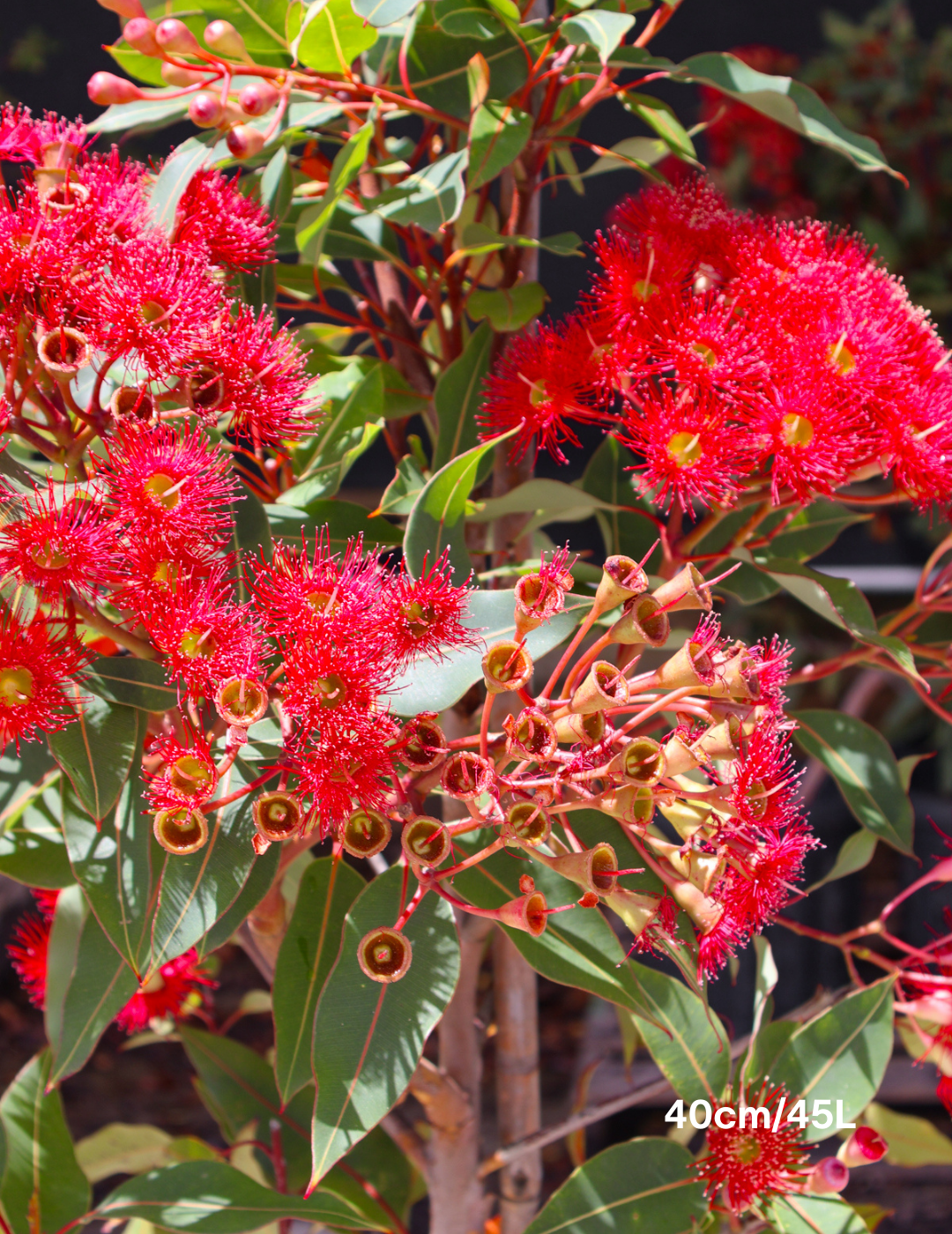 Corymbia ficifolia 'Wildfire' - Evergreen Trees Direct