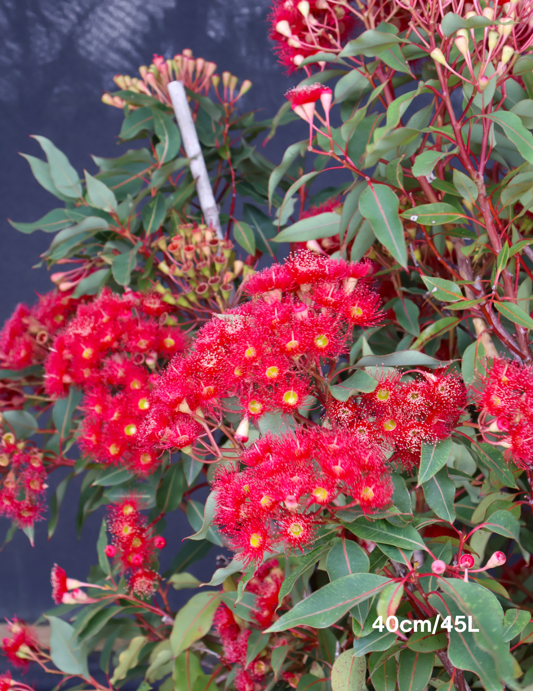 Corymbia ficifolia 'Wildfire' - Evergreen Trees Direct