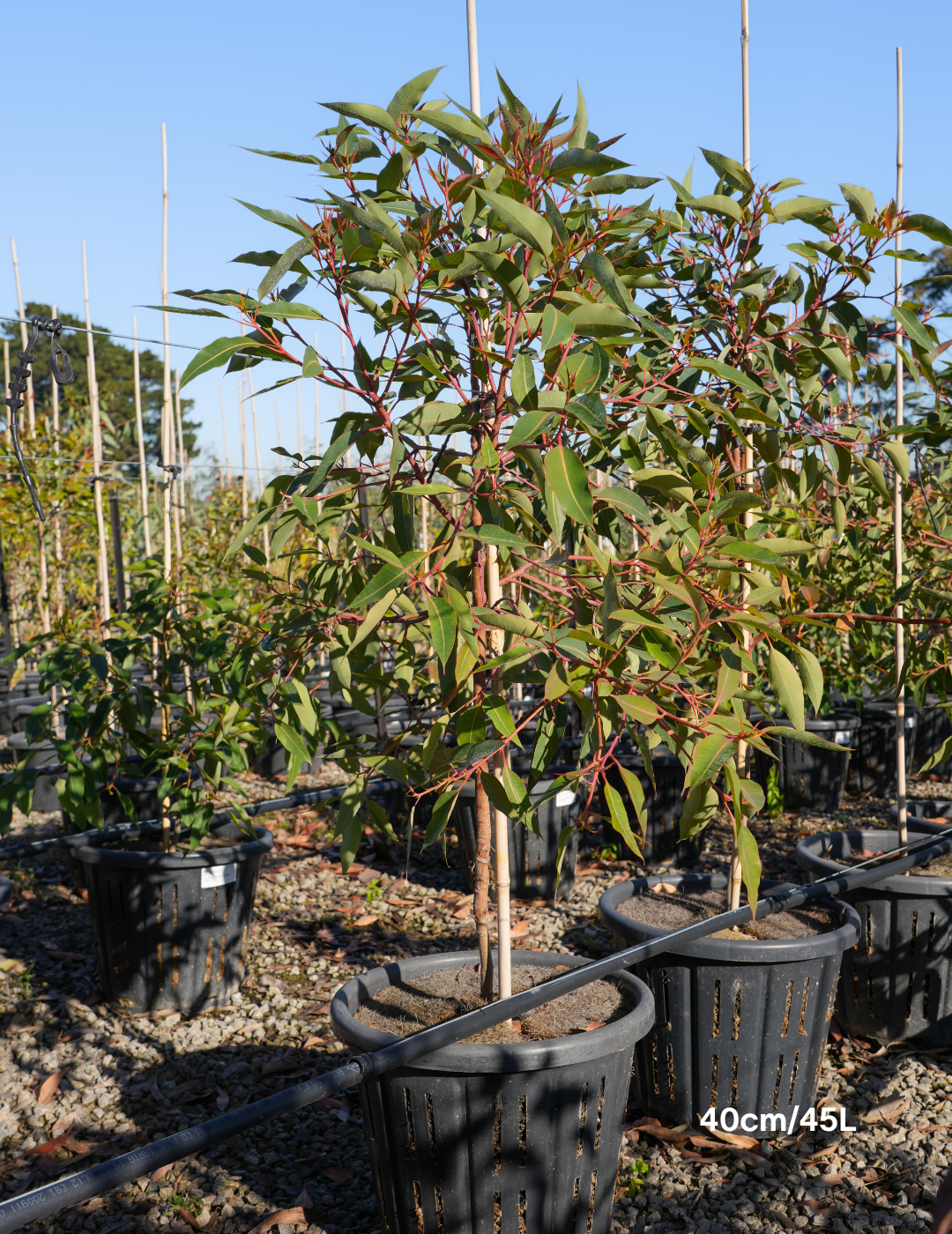 Corymbia ficifolia 'Wildfire' - Evergreen Trees Direct