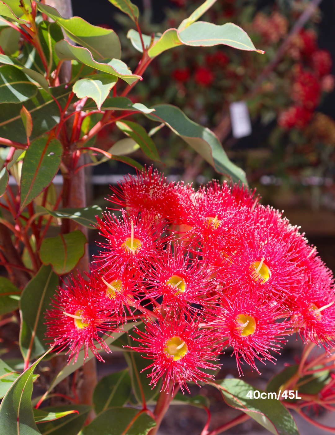 Corymbia ficifolia 'Wildfire' - Evergreen Trees Direct