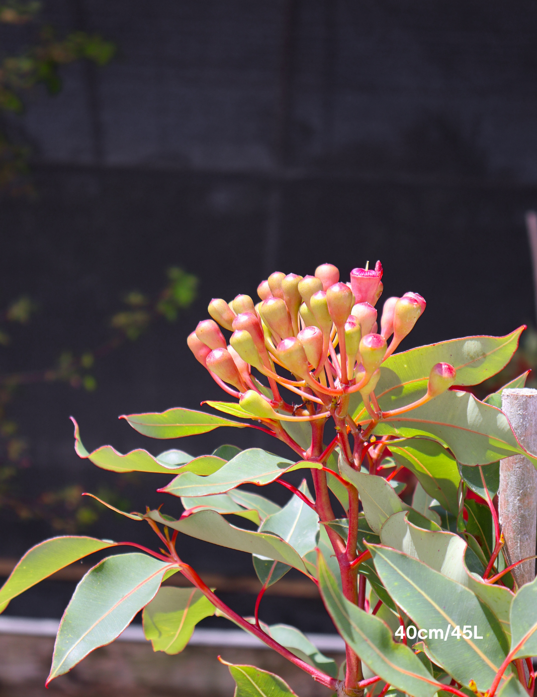 Corymbia ficifolia 'Wildfire' - Evergreen Trees Direct