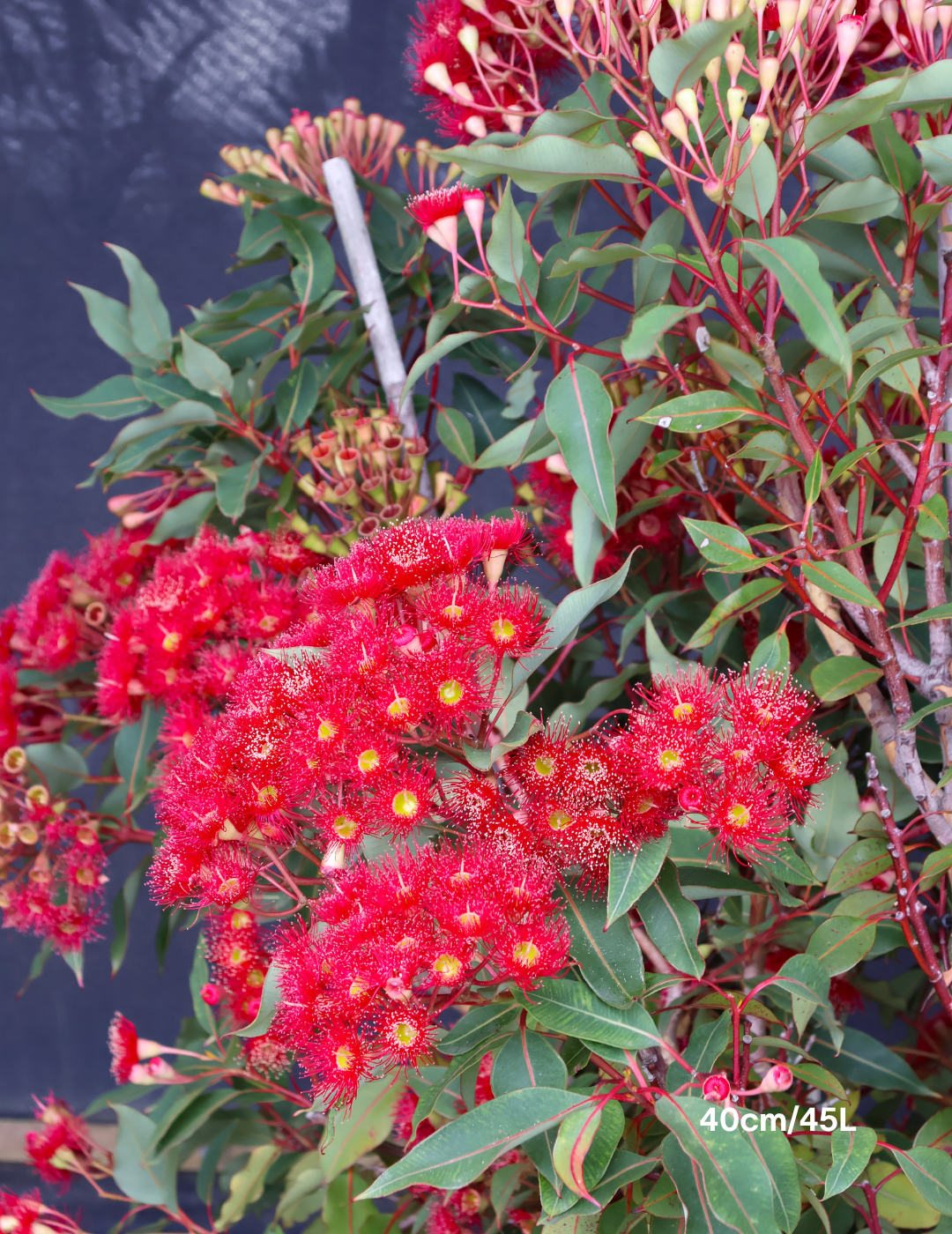 Corymbia ficifolia 'Wildfire' - Evergreen Trees Direct