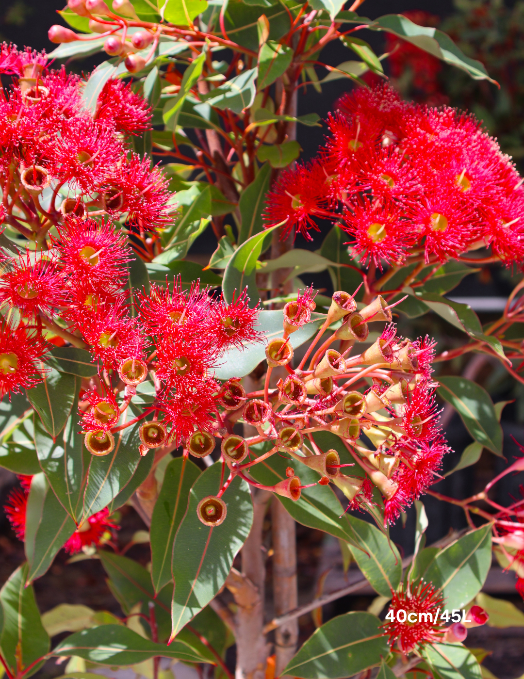 Corymbia ficifolia 'Wildfire' - Evergreen Trees Direct