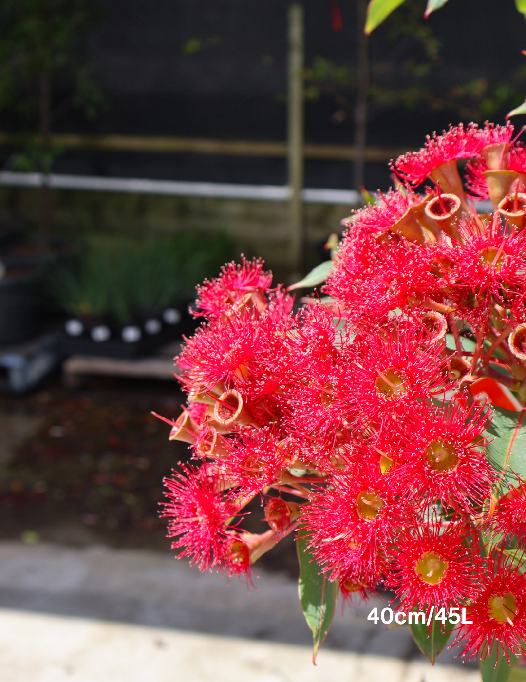 Corymbia ficifolia 'Wildfire' - Evergreen Trees Direct