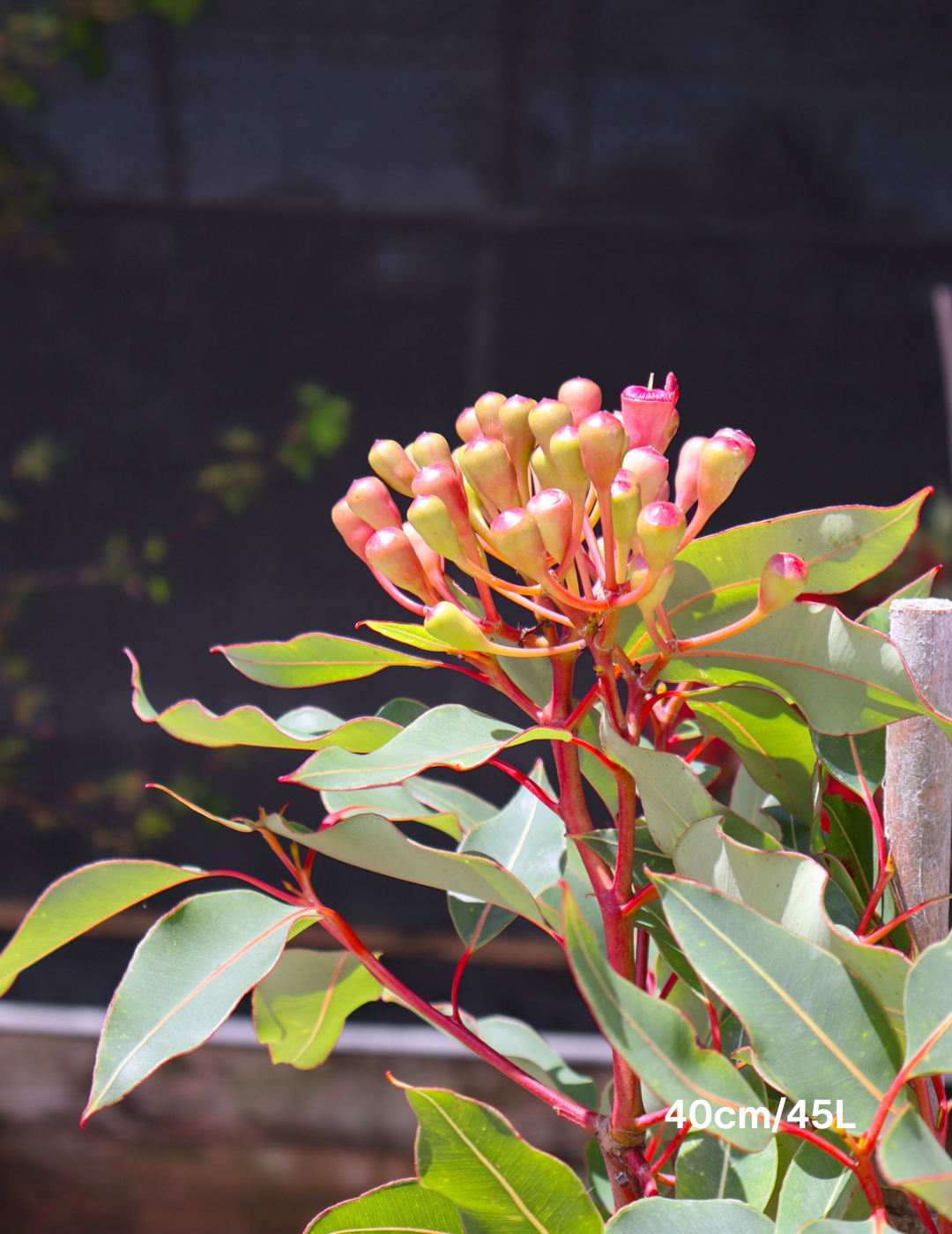 Corymbia ficifolia 'Wildfire' - Evergreen Trees Direct