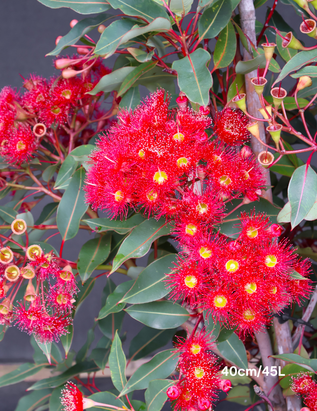 Corymbia ficifolia 'Wildfire' - Evergreen Trees Direct