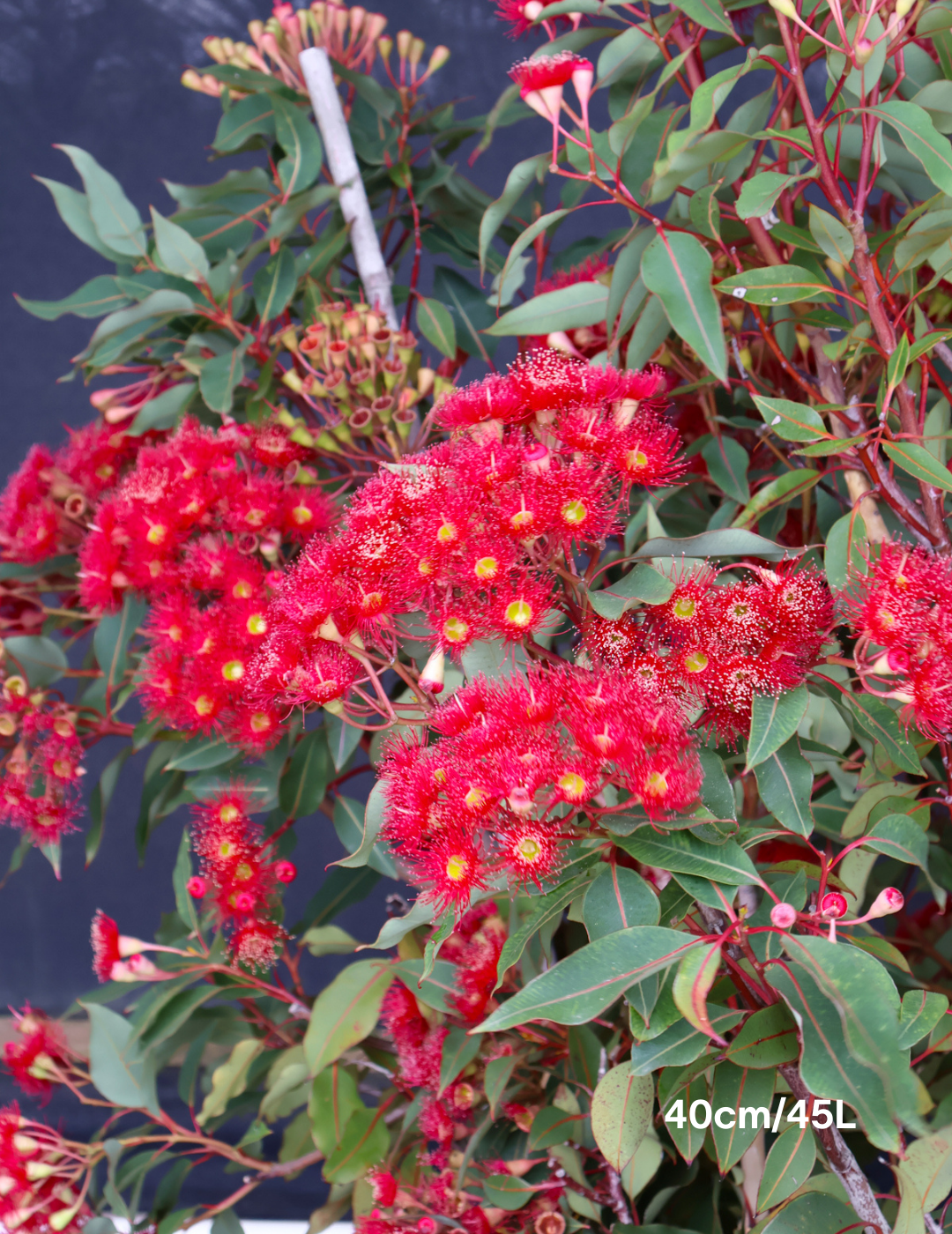 Corymbia ficifolia 'Wildfire' - Evergreen Trees Direct