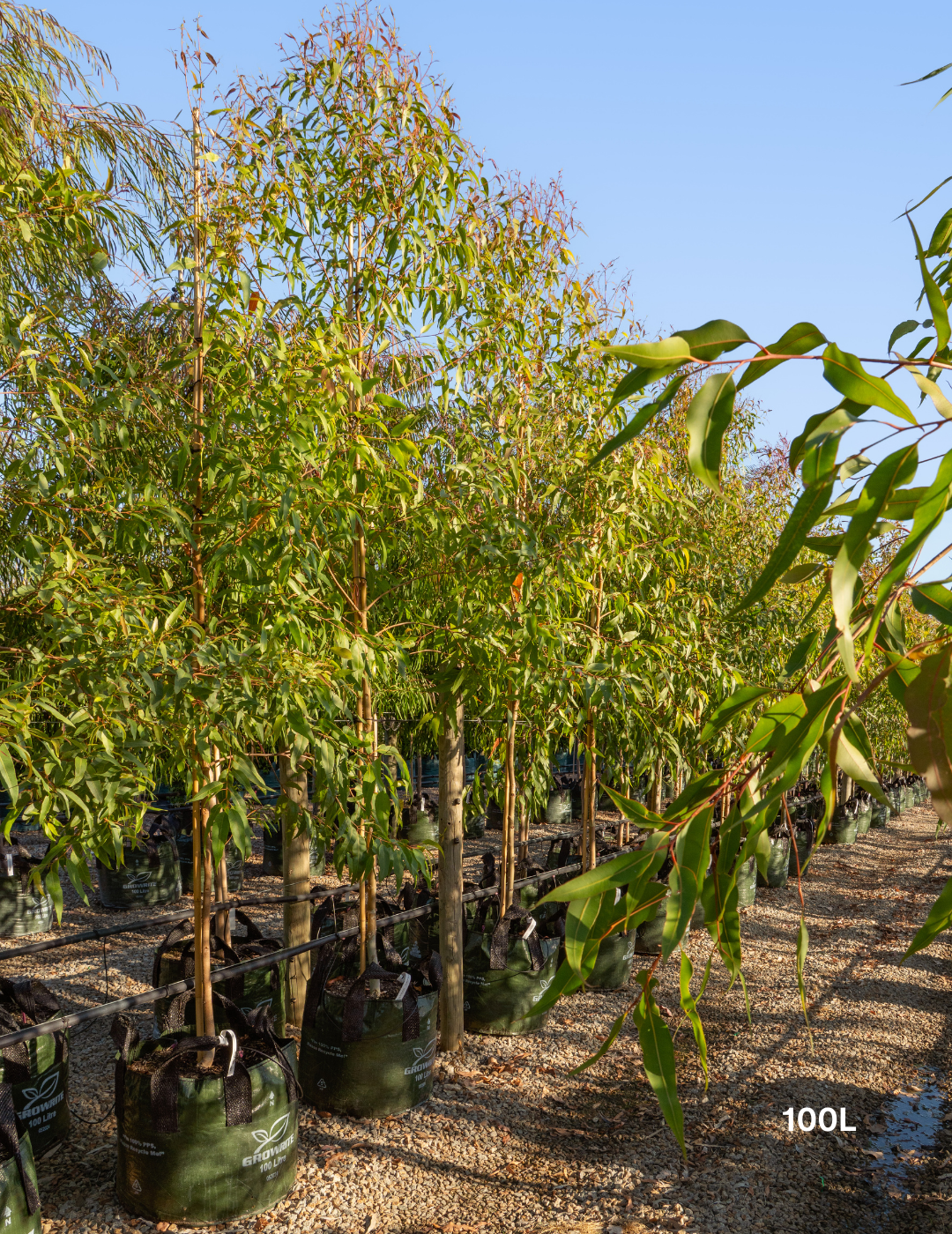 Corymbia maculata - Spotted Gum - Evergreen Trees Direct