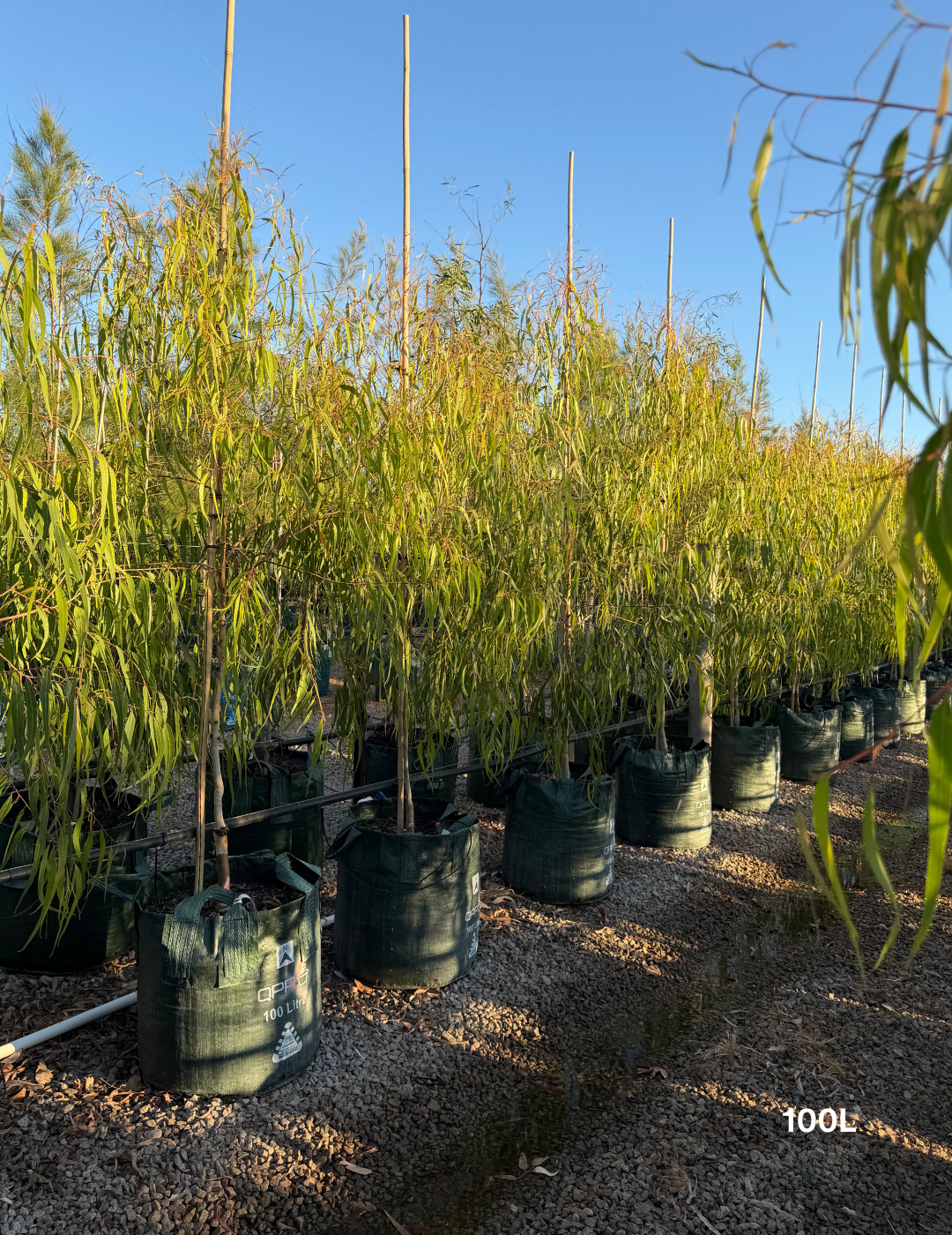 Corymbia citriodora 'Scentuous' - Dwarf Lemon Scented Gum - Evergreen Trees Direct