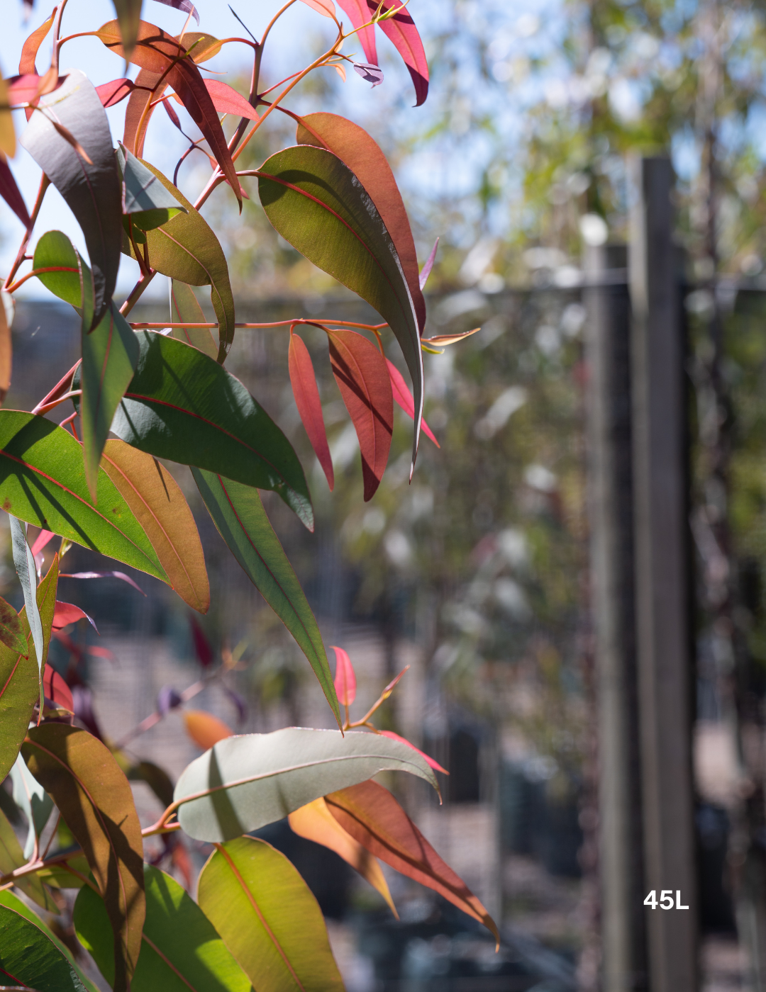 Corymbia Eximia - Evergreen Trees Direct
