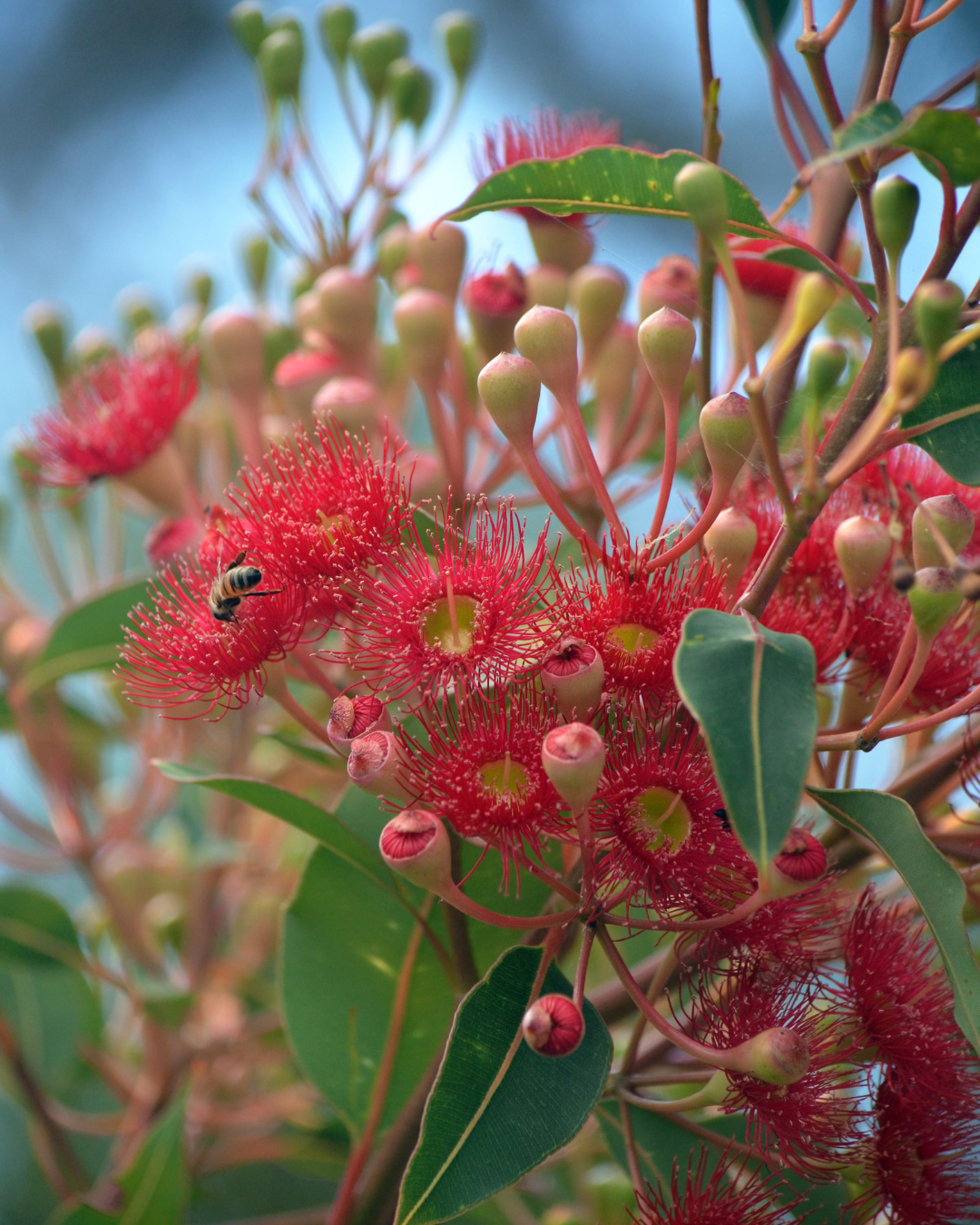 Corymbia ficifolia 'Baby Scarlet'