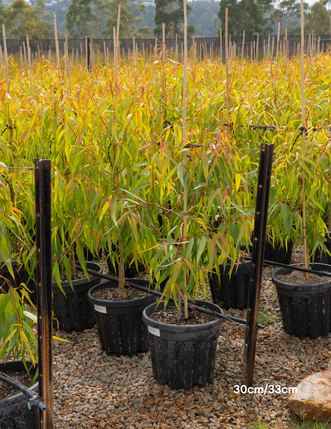 Corymbia maculata - Spotted Gum - Evergreen Trees Direct