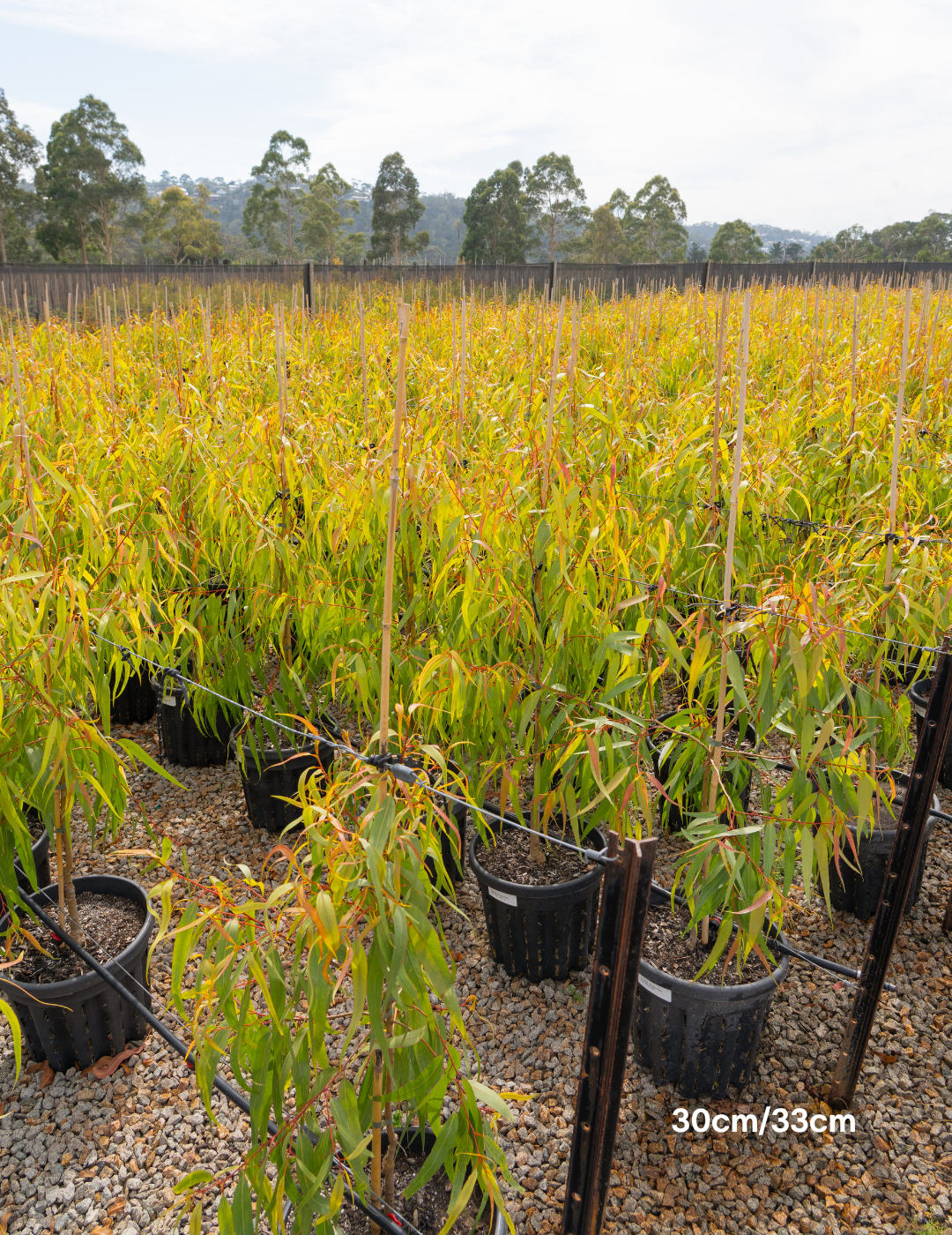 Corymbia maculata Spotted Gum