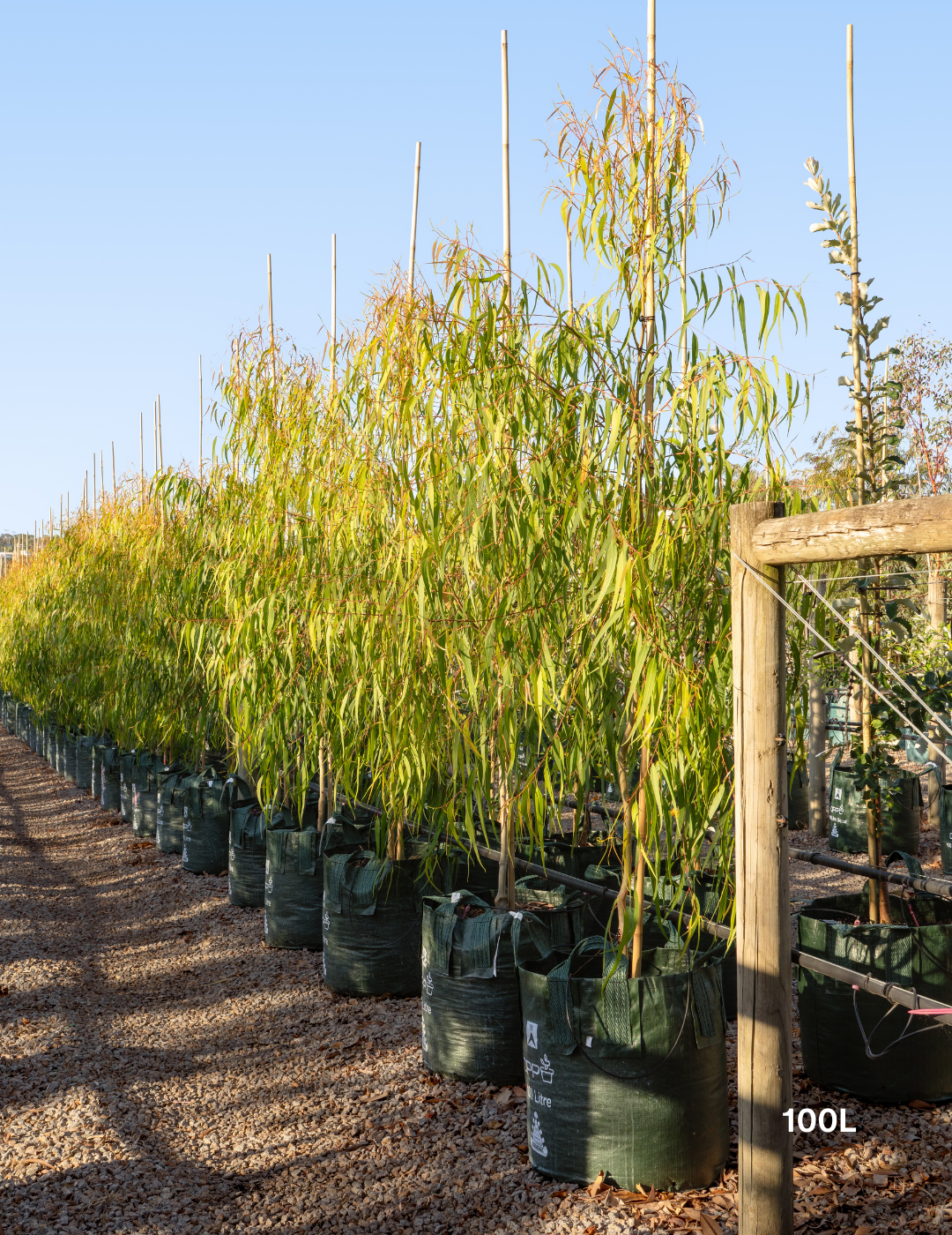 Corymbia citriodora 'Scentuous' - Dwarf Lemon Scented Gum - Evergreen Trees Direct