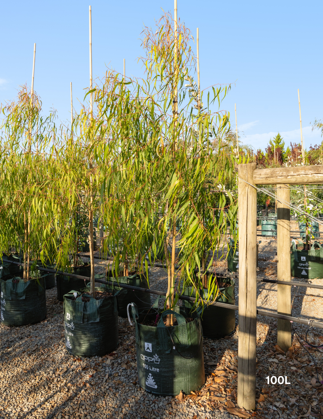 Corymbia citriodora 'Scentuous' - Dwarf Lemon Scented Gum - Evergreen Trees Direct