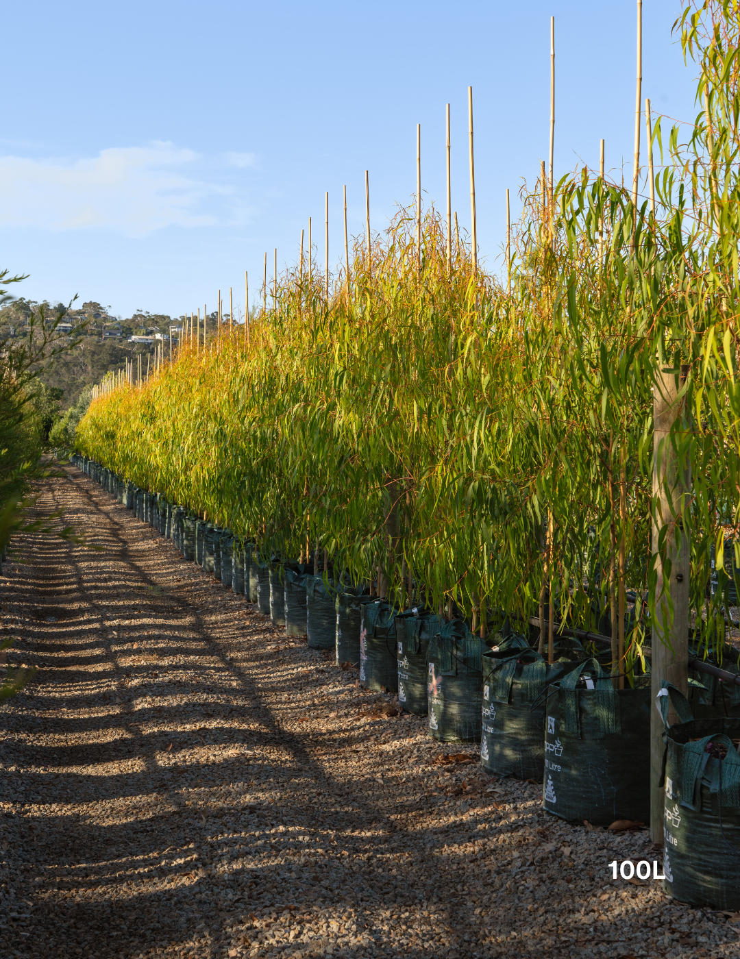 Corymbia citriodora 'Scentuous' - Dwarf Lemon Scented Gum - Evergreen Trees Direct