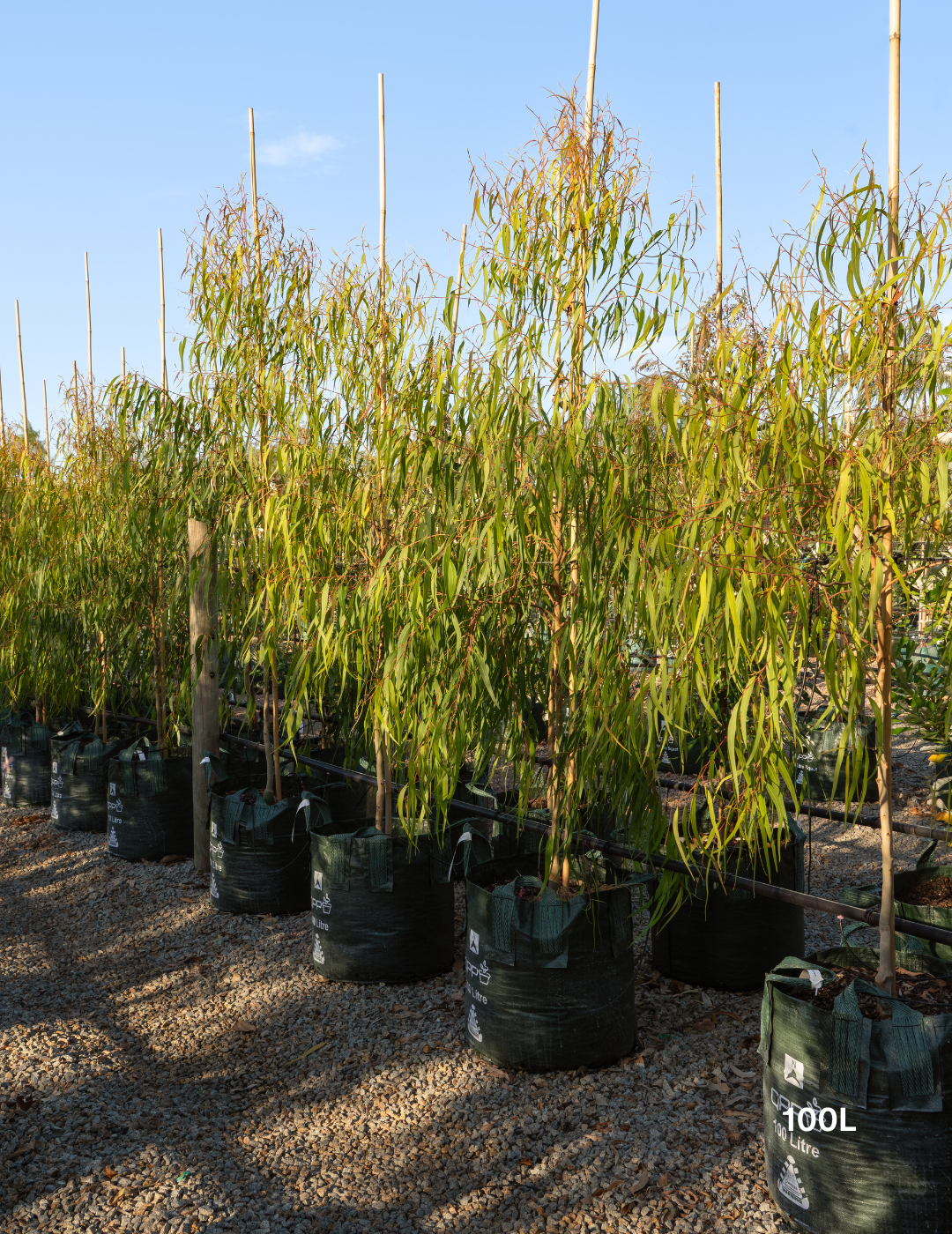 Corymbia citriodora 'Scentuous' - Dwarf Lemon Scented Gum - Evergreen Trees Direct