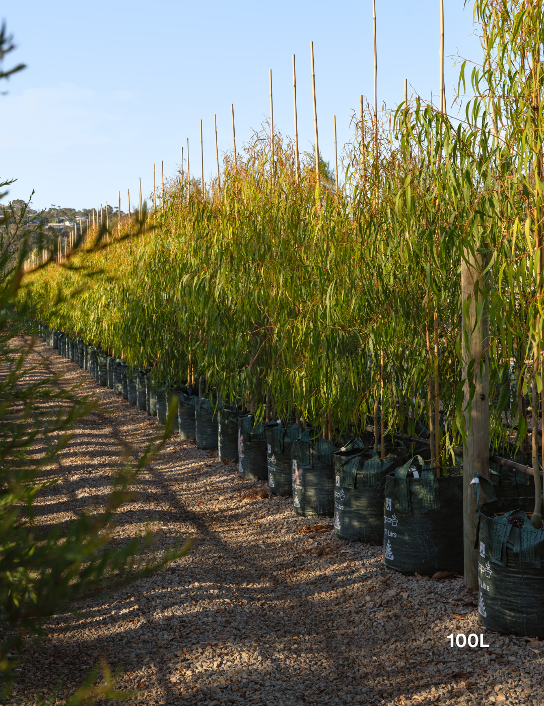 Corymbia citriodora 'Scentuous' - Dwarf Lemon Scented Gum - Evergreen Trees Direct