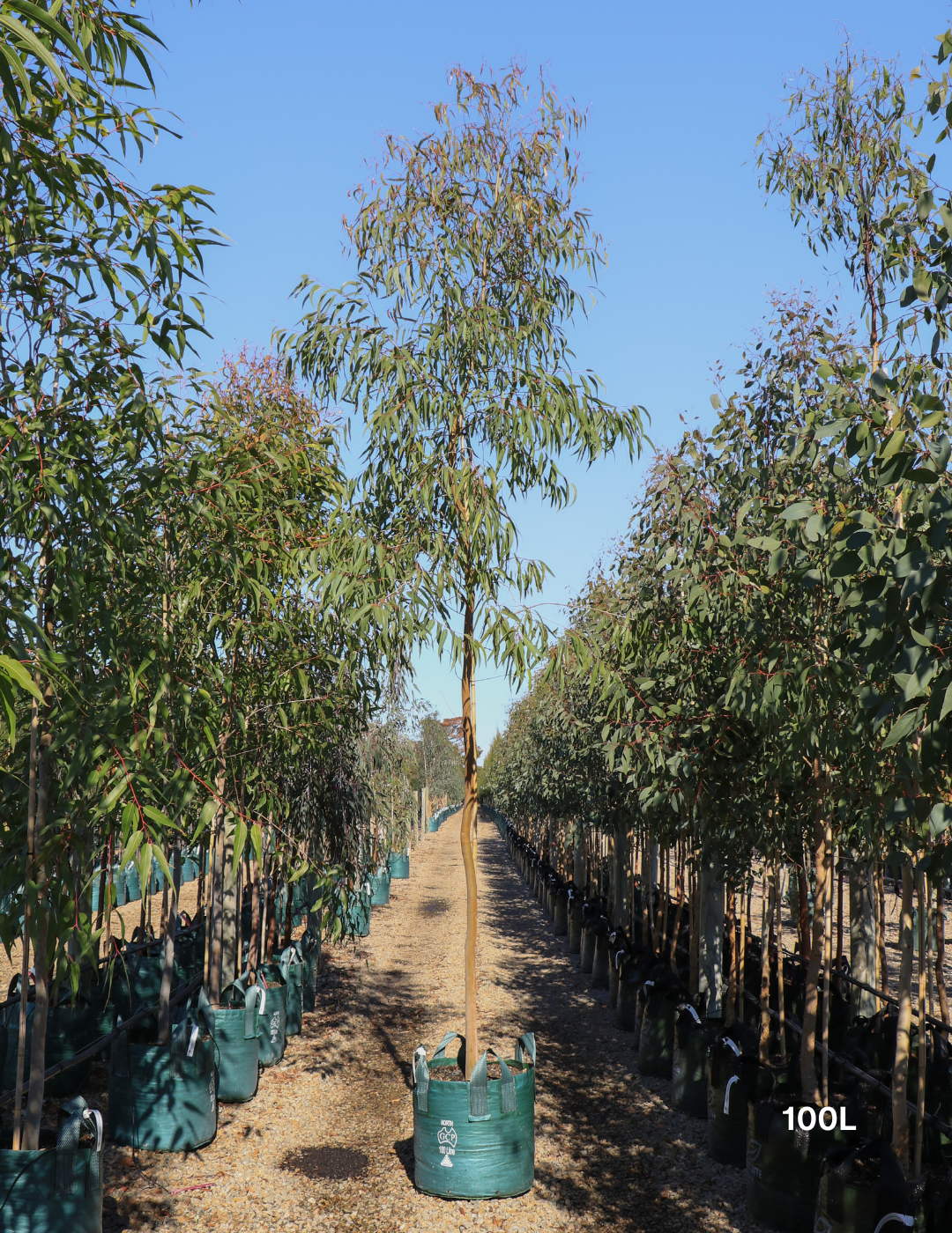 Corymbia citriodora - Lemon Scented Gum - Evergreen Trees Direct