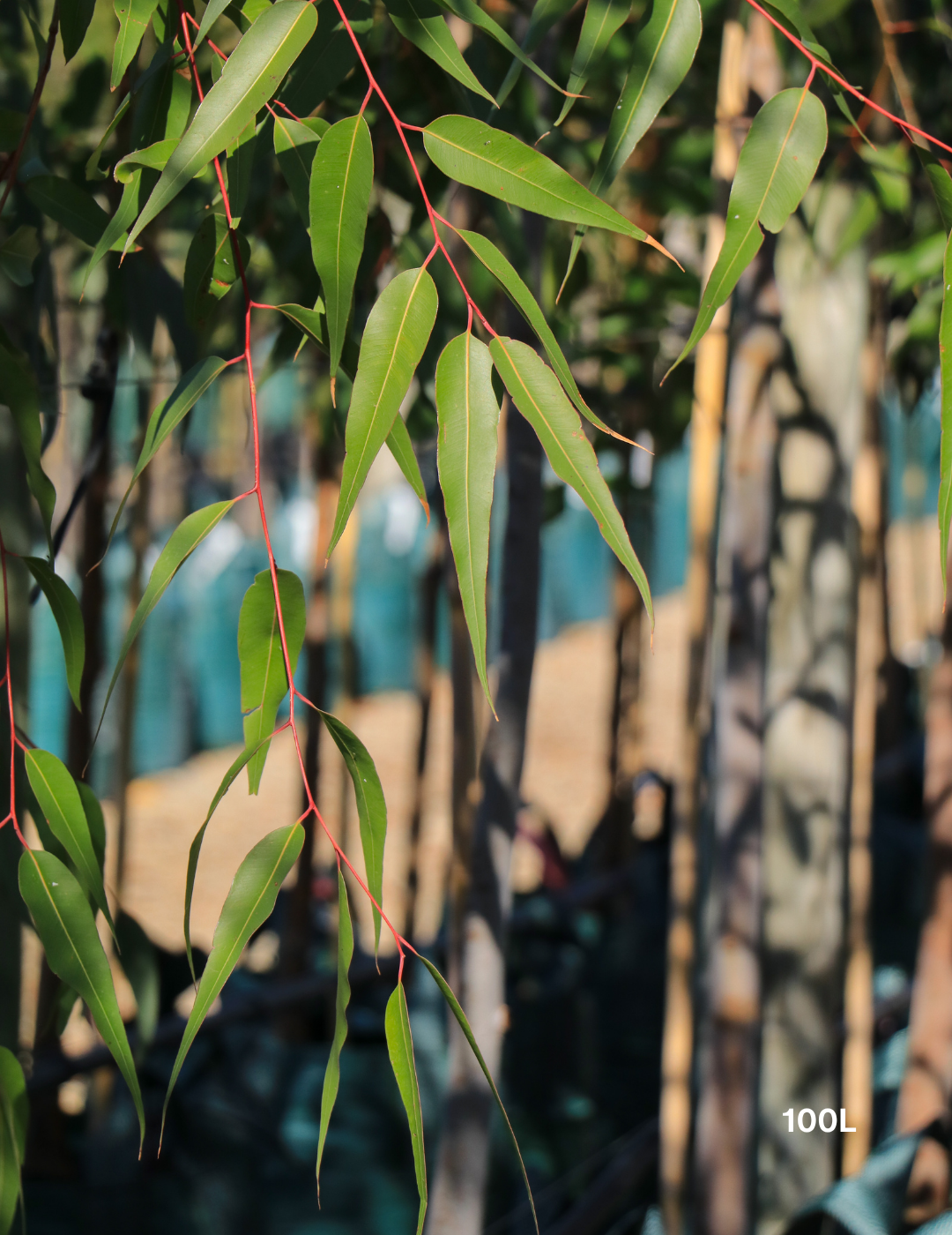 Corymbia citriodora - Lemon Scented Gum - Evergreen Trees Direct
